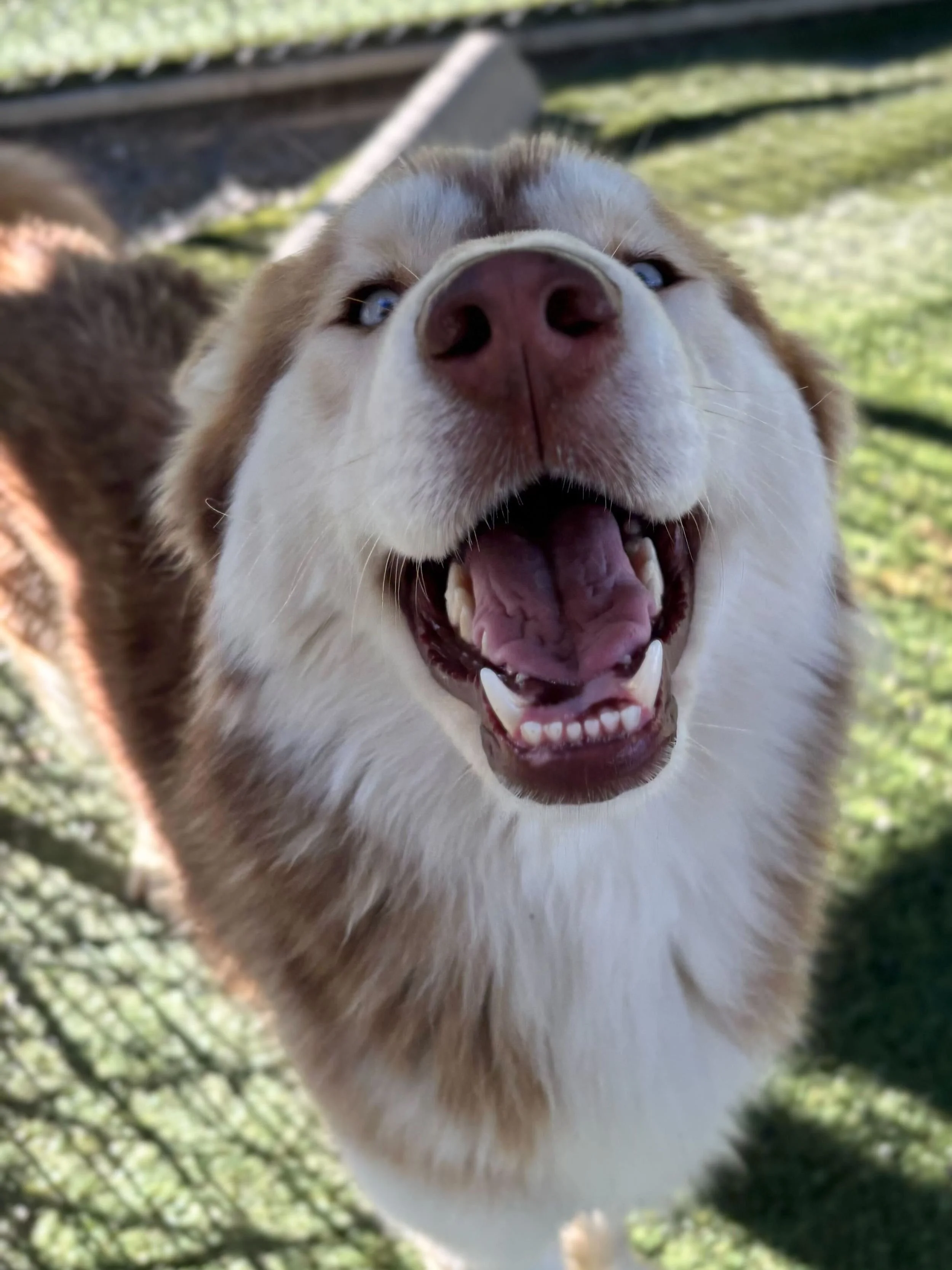 Close-up of a happy, smiling husky dog with blue eyes, outdoors in a grassy area.