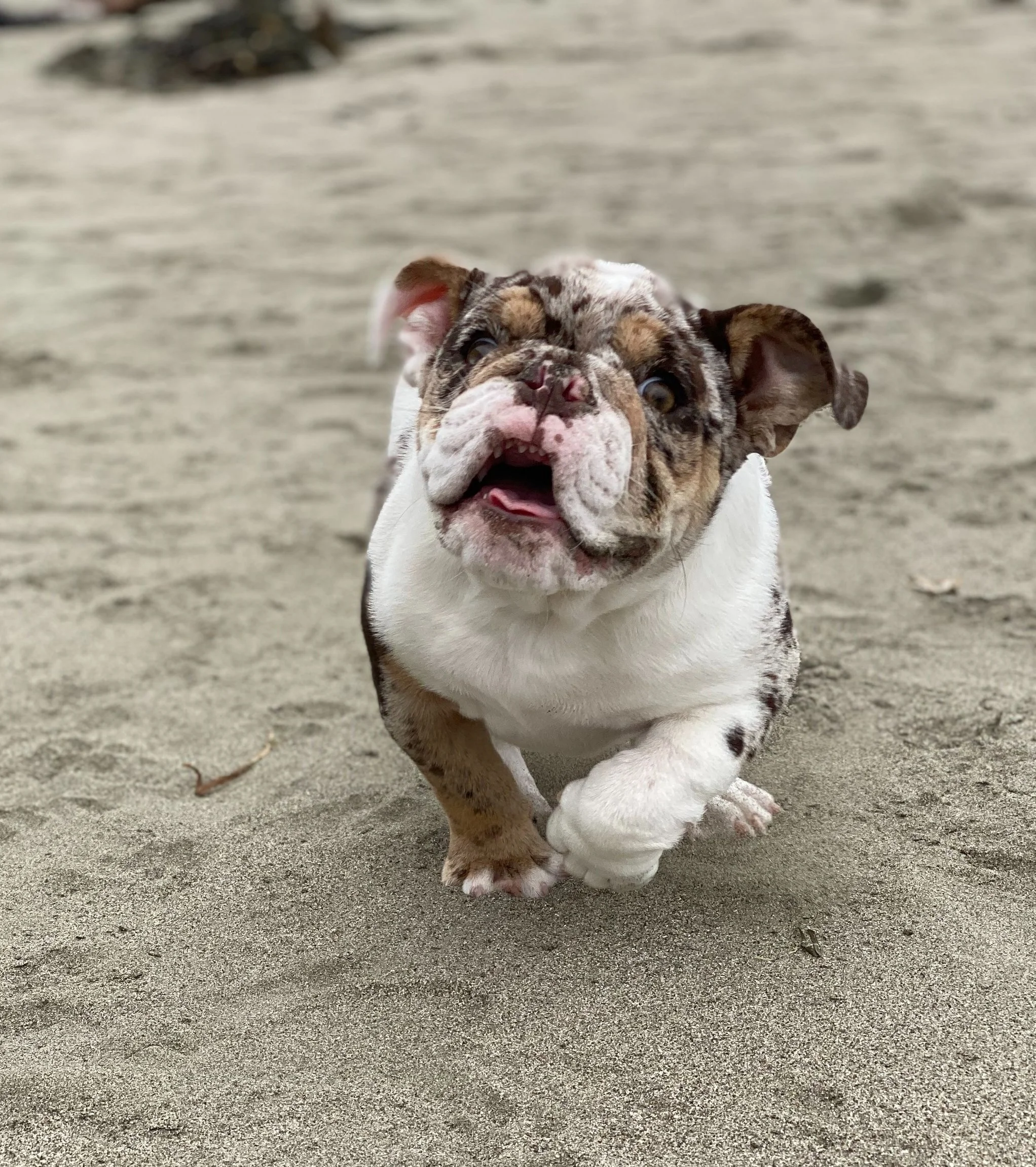 A cute bulldog puppy running on the sandy beach, looking joyful with its tongue out.