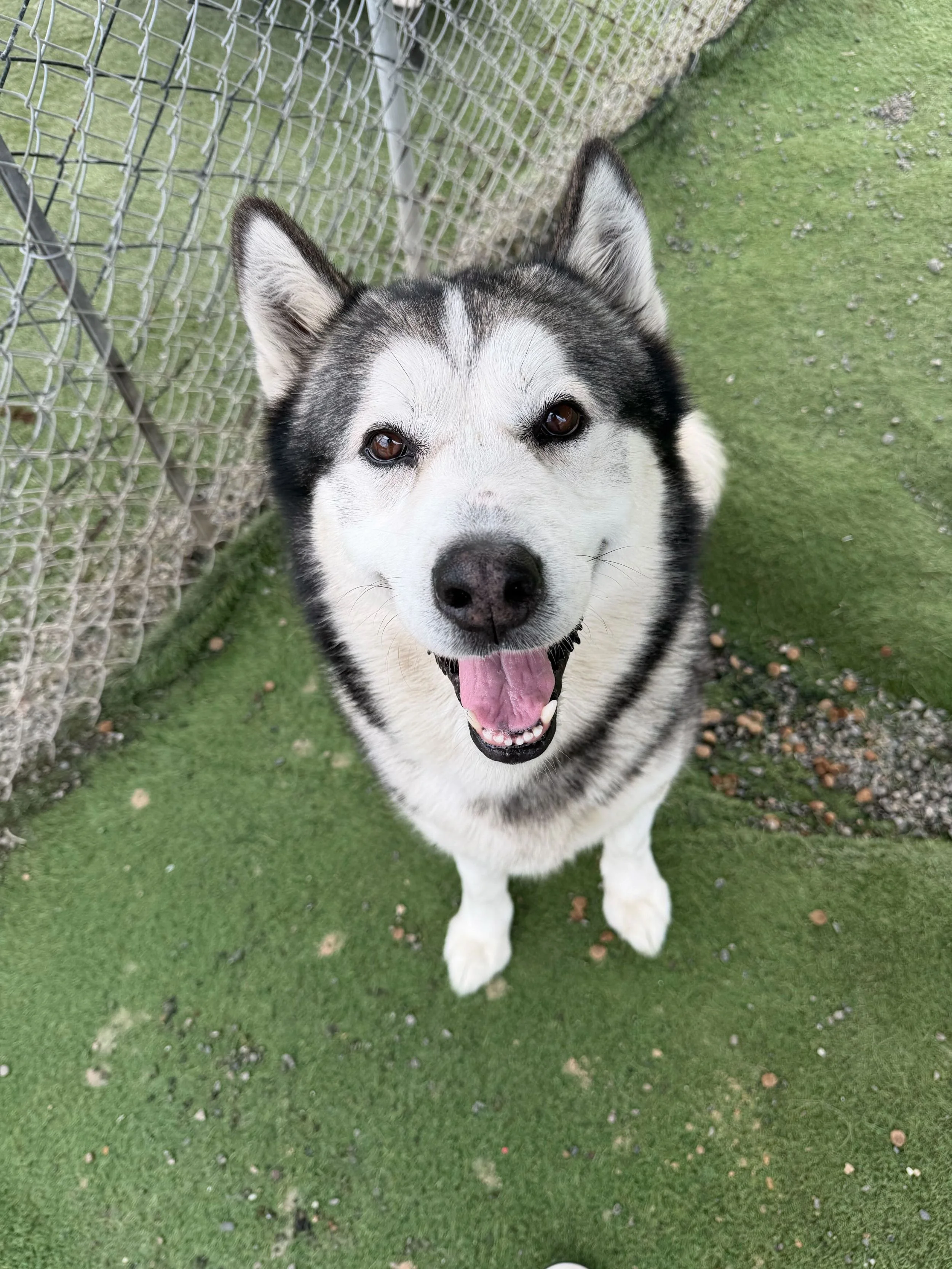 A happy Siberian Husky dog with black and white fur, standing on green artificial grass, near a chain-link fence, looking up at the camera with its tongue out.