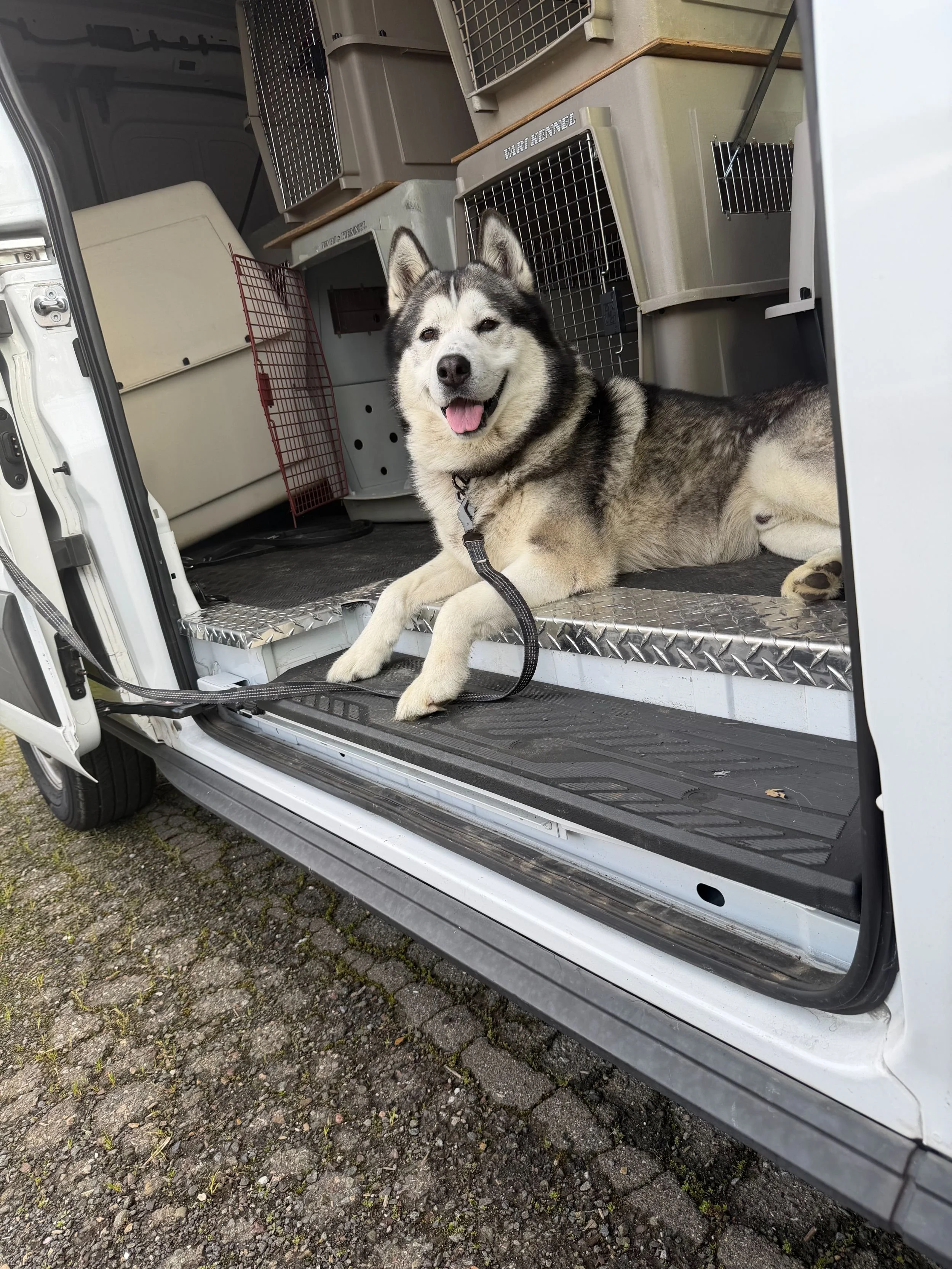 A happy Siberian Husky dog lying on the floor of the back of an open van, surrounded by dog crates and pet carriers.