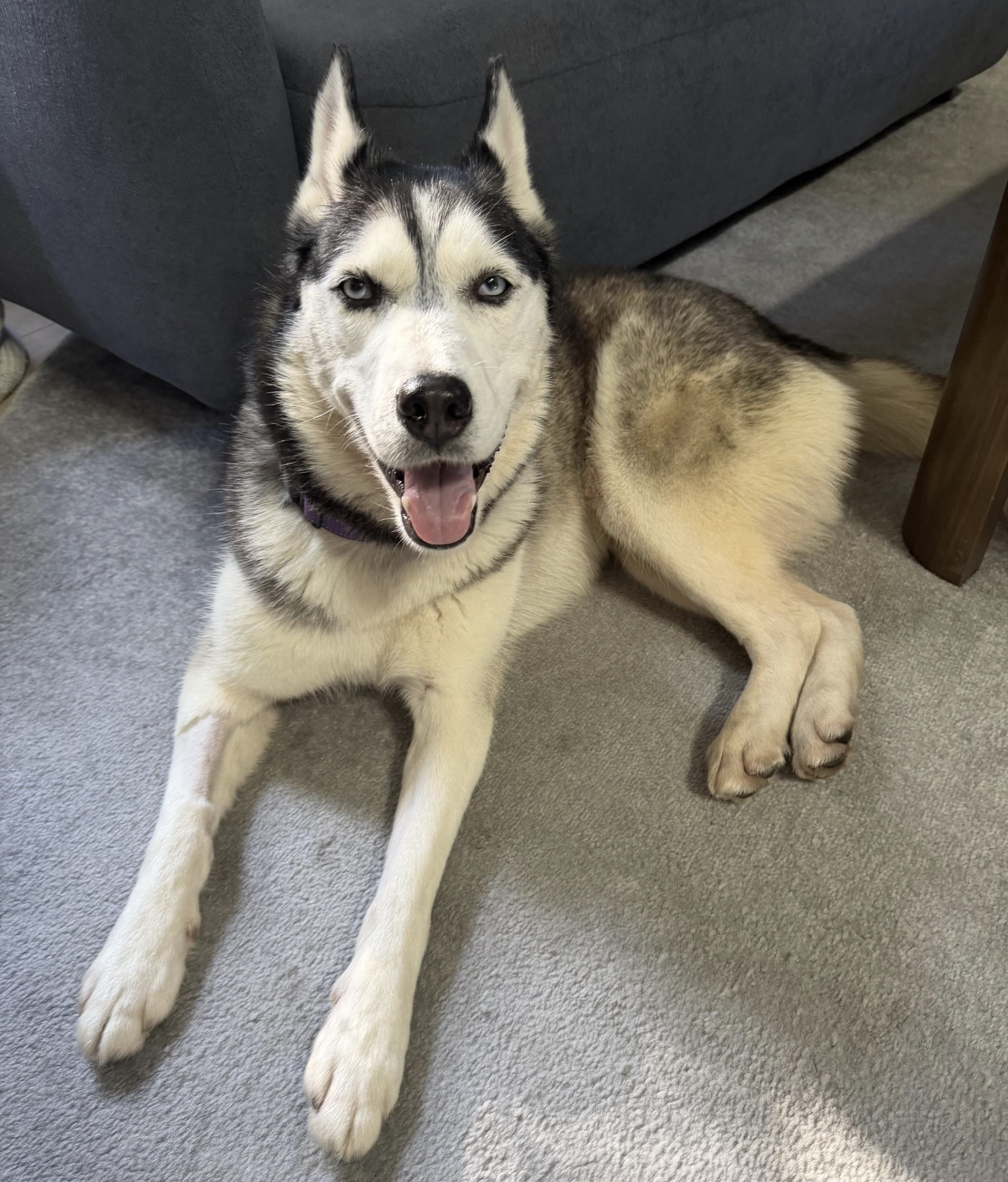 🌸 Welcome to Spring