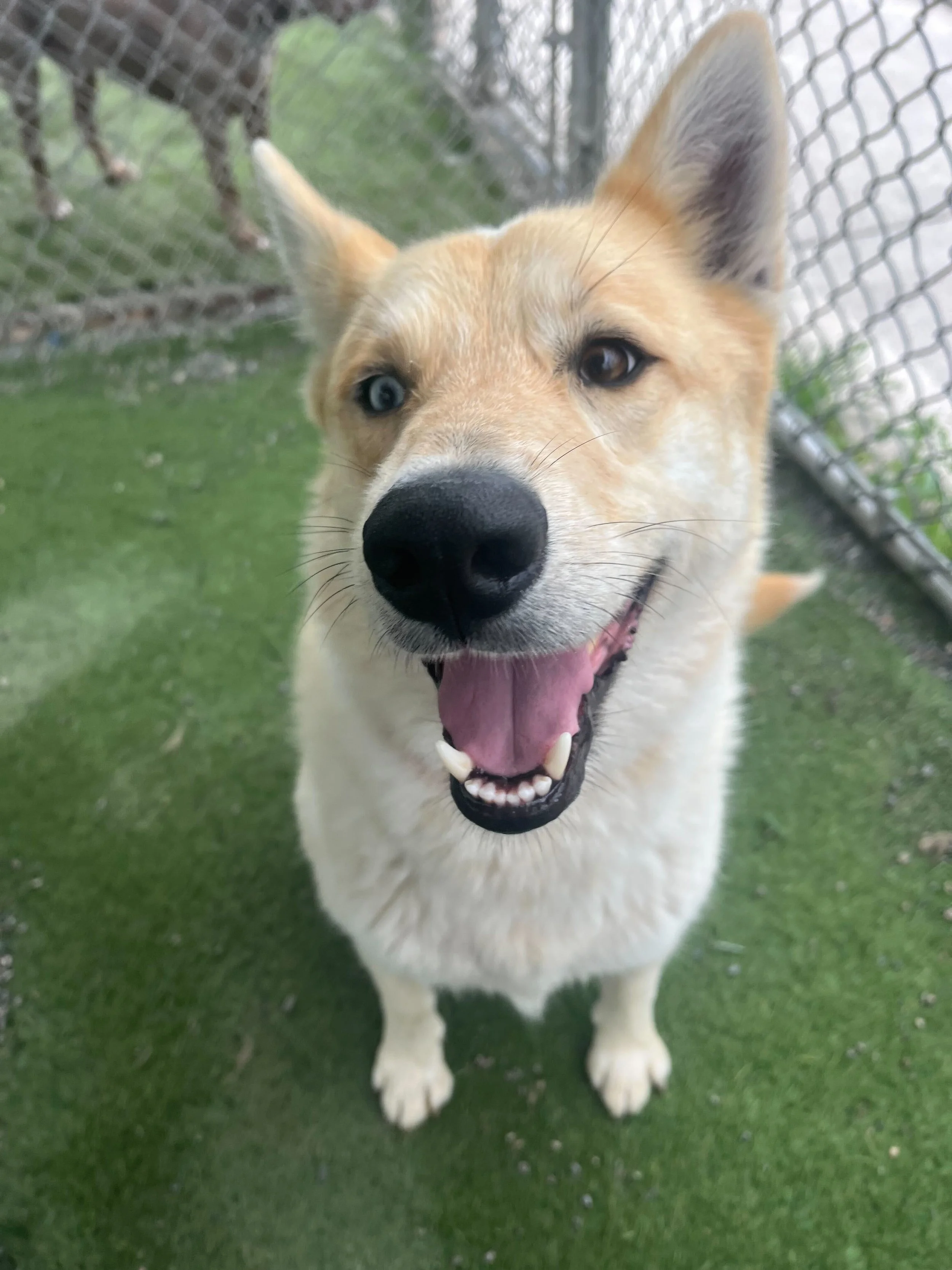 Husky mix dog smiling