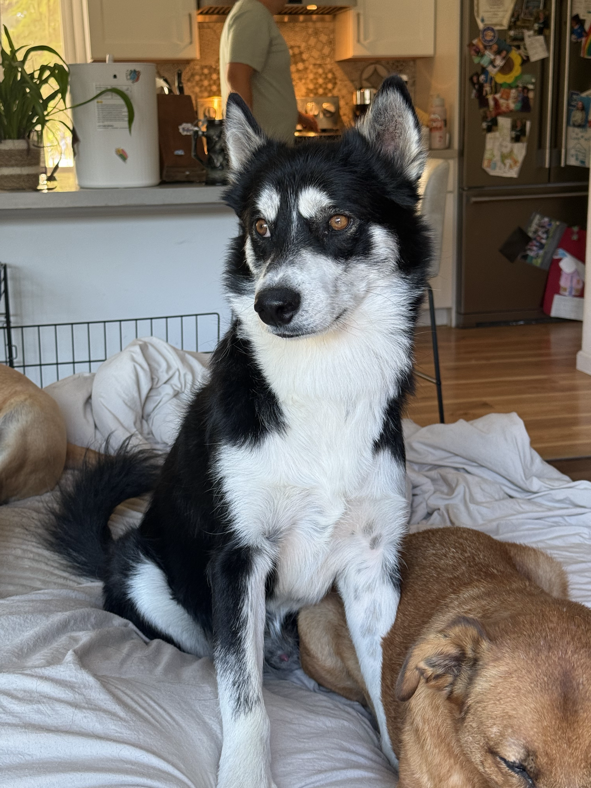 Dog Adoptions at Bark around the Block Berkely