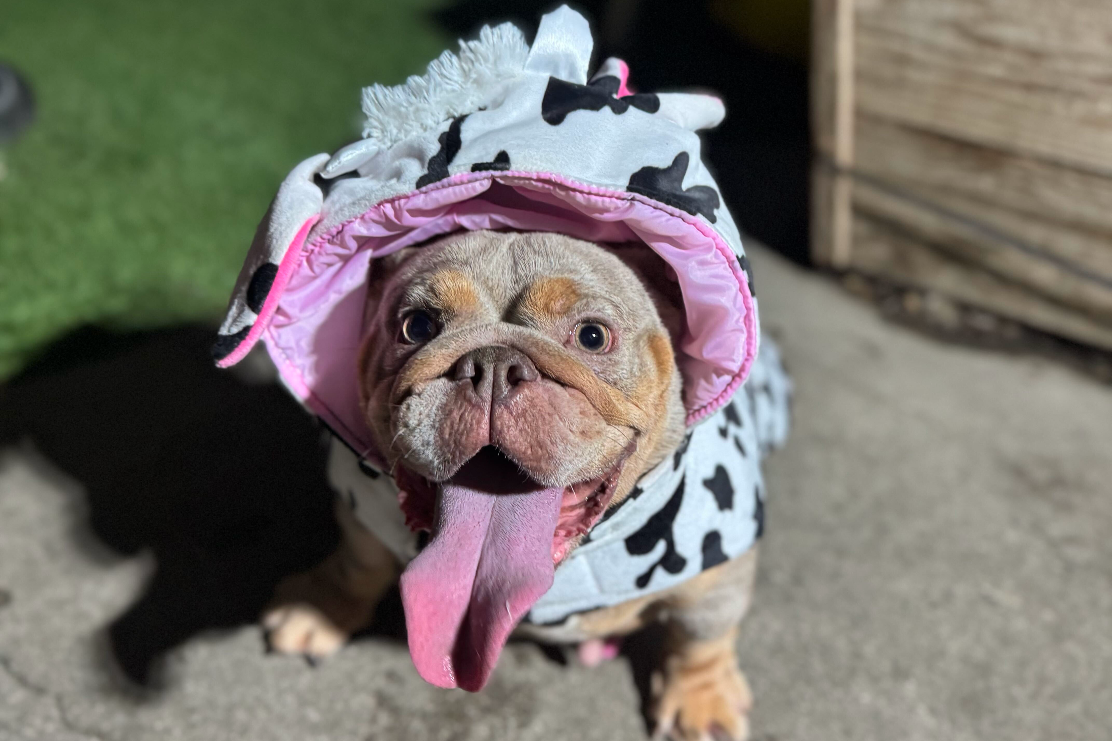 Woodland’s Pet Costume Contest and Parade