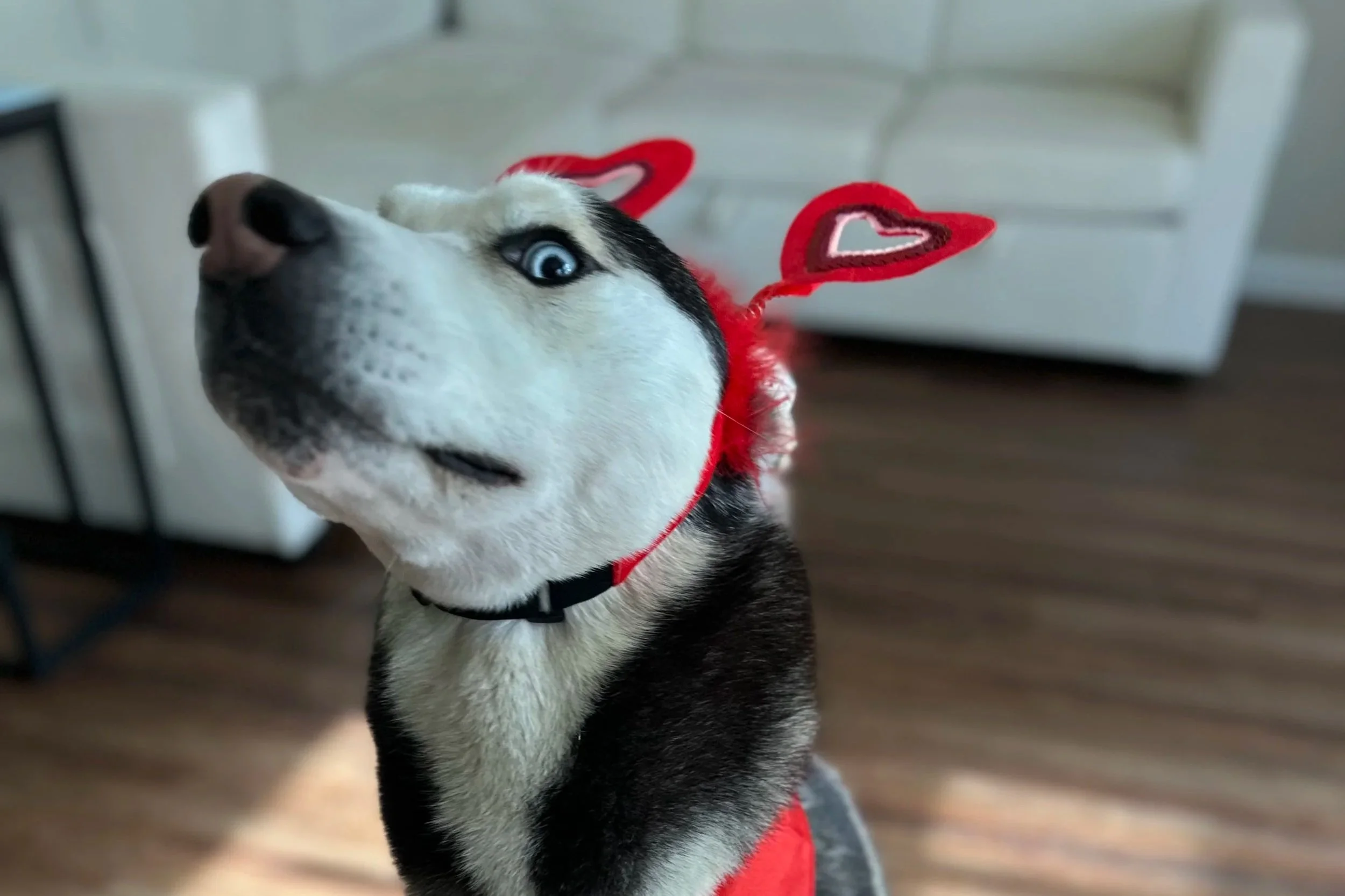 The Great Pupkin Pet Costume Contest