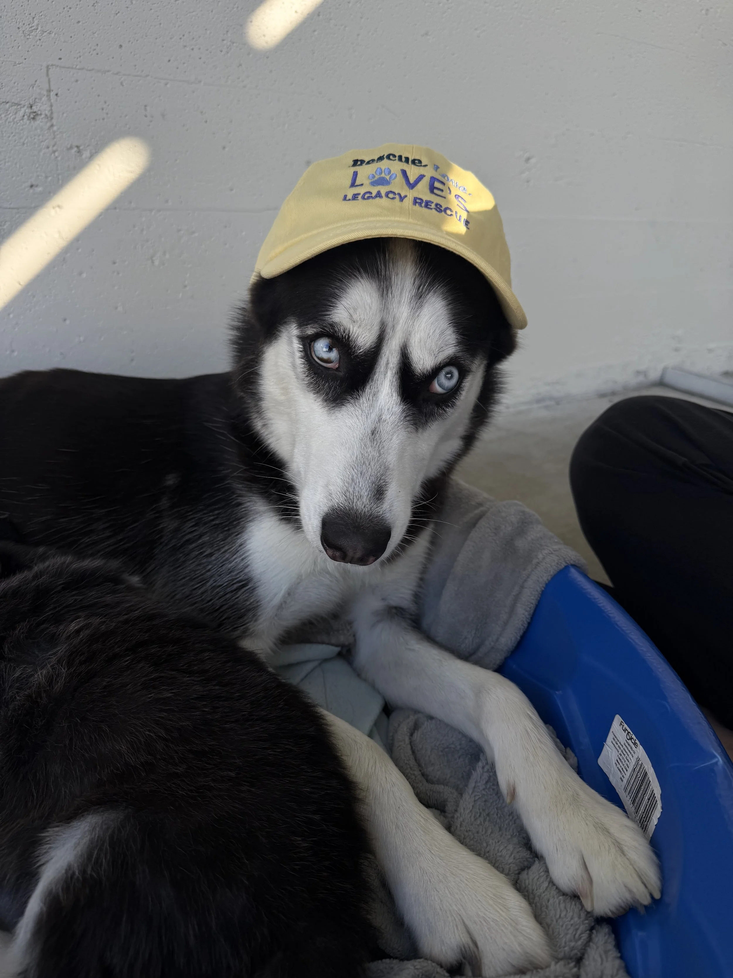 How Can Tech and AI Donors Save More Rescue Dogs in California?