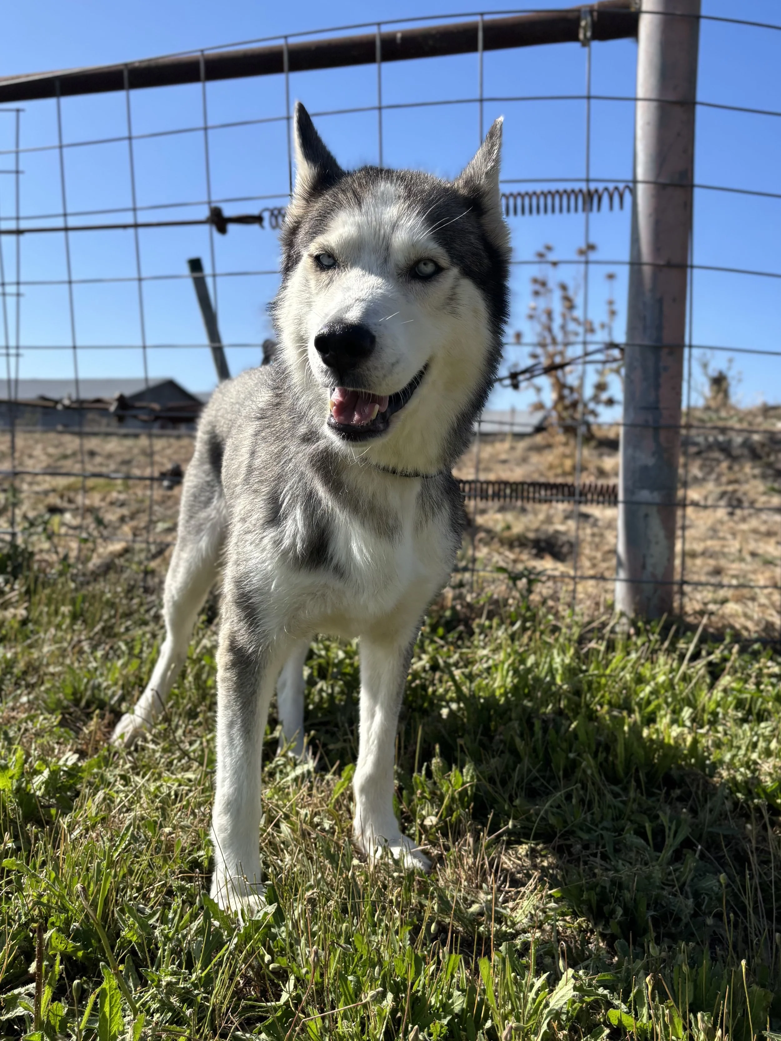 Husky name Milton who is looking for his forever home