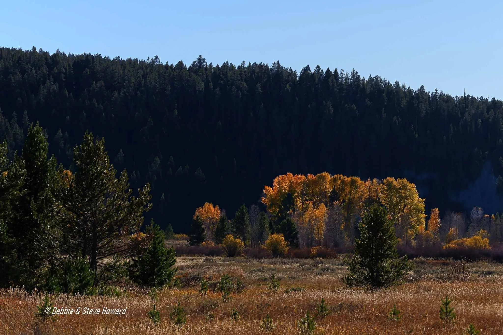 Fall colors in the Tetons