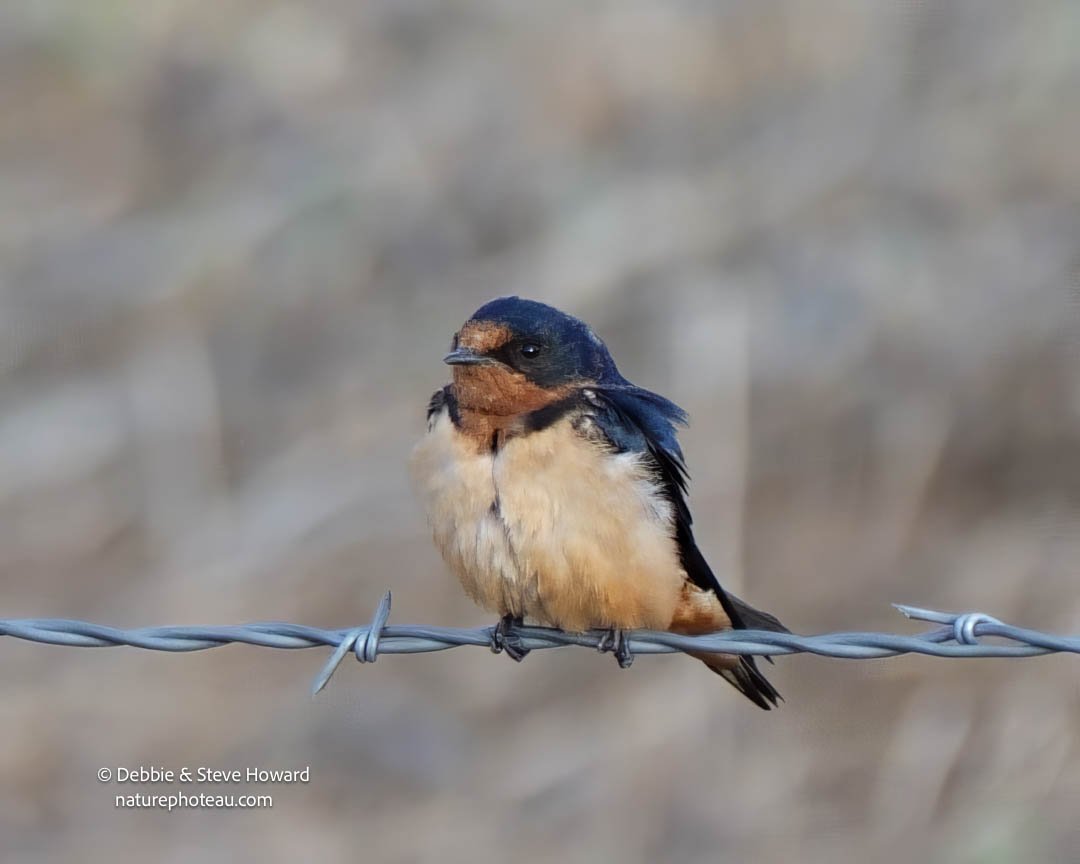 Barn Swallow perched on barbed wire (DAH 100 - 300 mm lens) Near Lagerman Reservoir