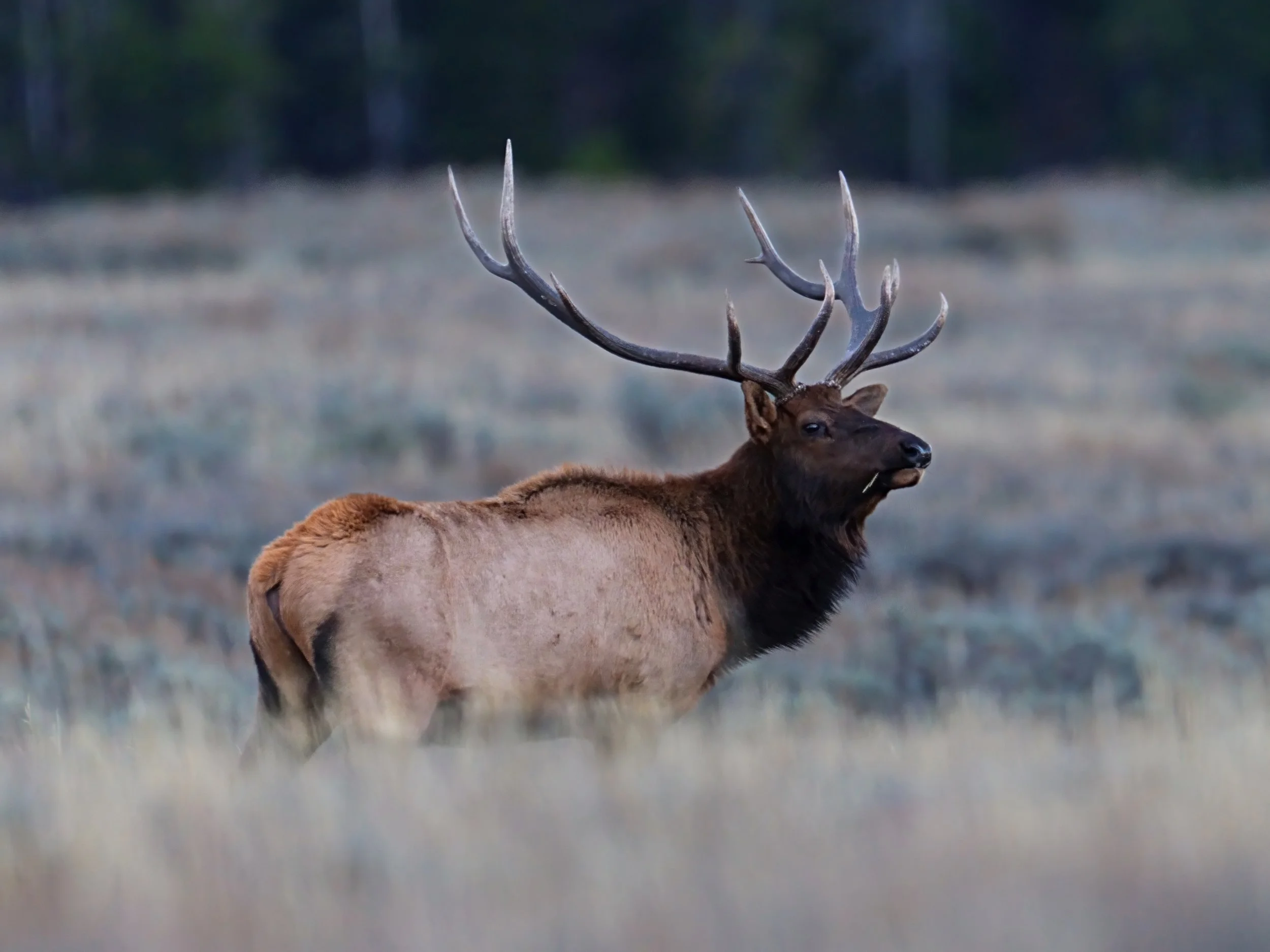 Bull Elk at dusk following herd of about 10 to 12 Cow Elk. Distance about 300 yards - 600 mm lens - Photograph taken by Debbie out car window.