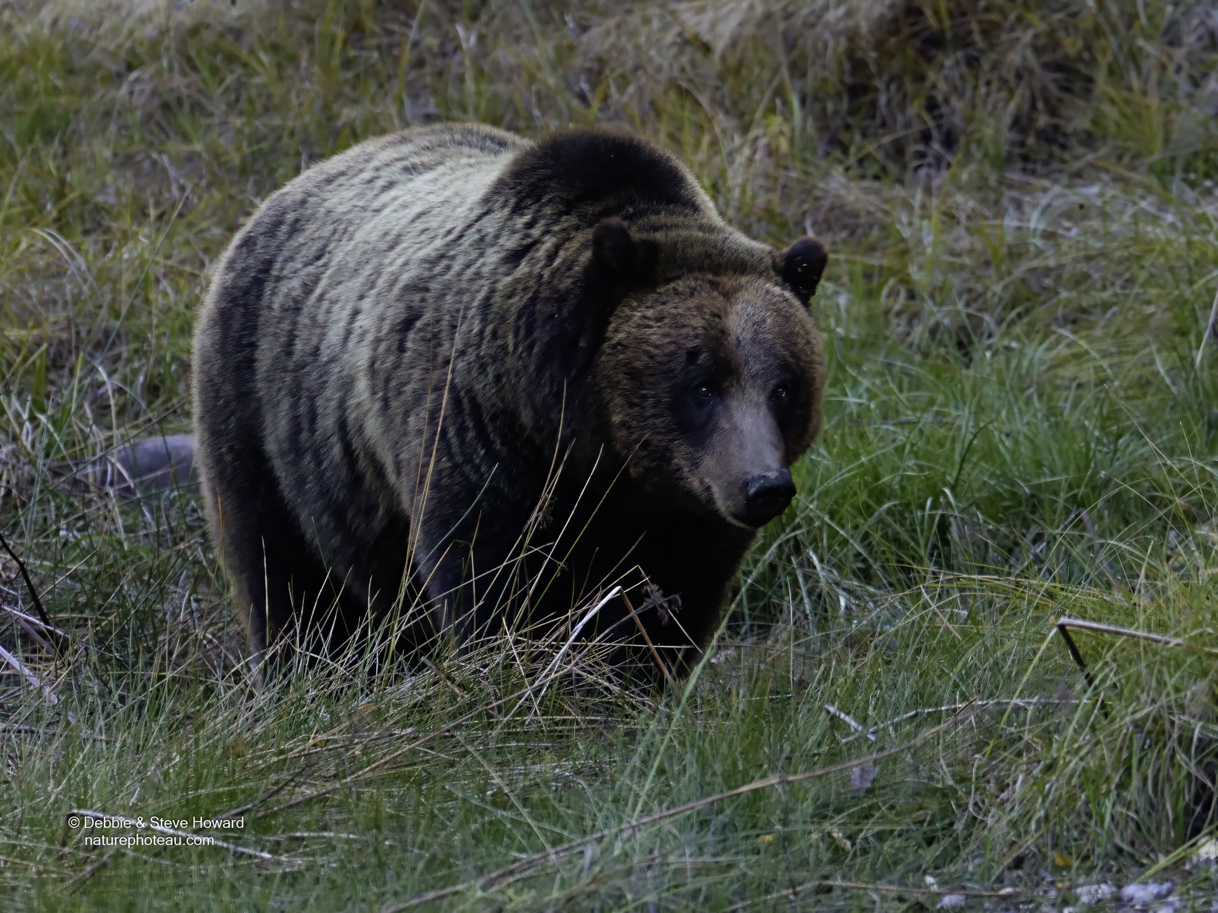 First Grizzly Bear observed in the Grand Tetons