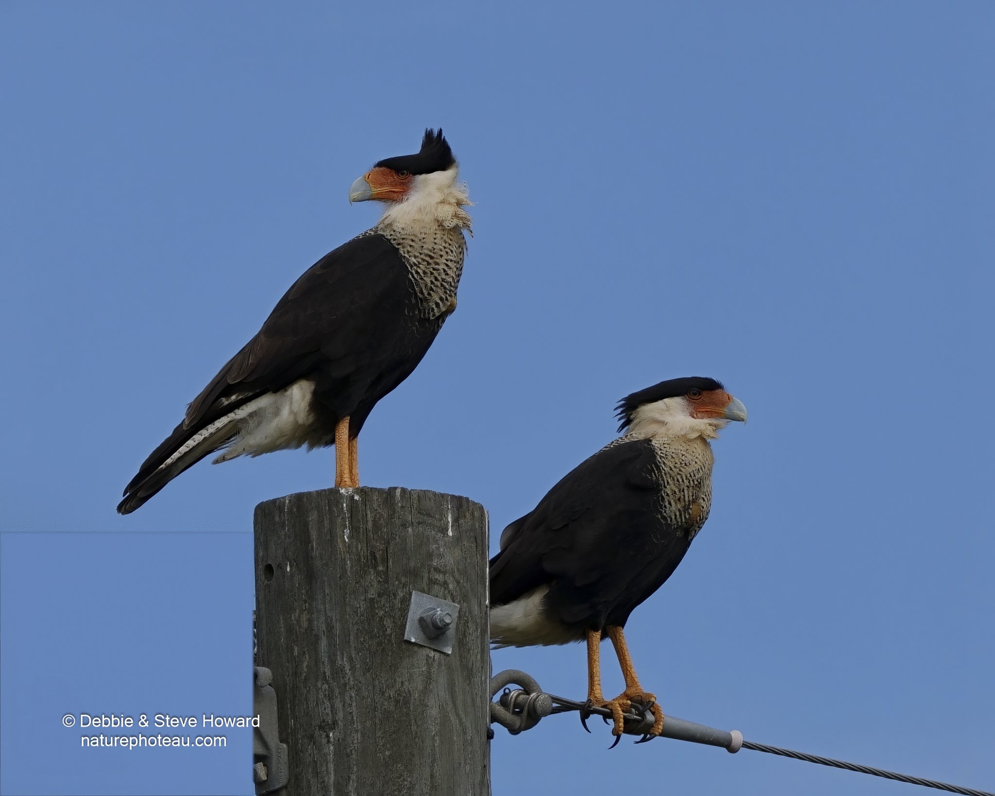 Here are two Crested Caracaras that we photographed just below Richmond, Texas near Beasley, Texas. In South Texas some call the Caracara the Mexican Eagle. The Cornell Lab site indicates the Caracara is in the falcon family.
