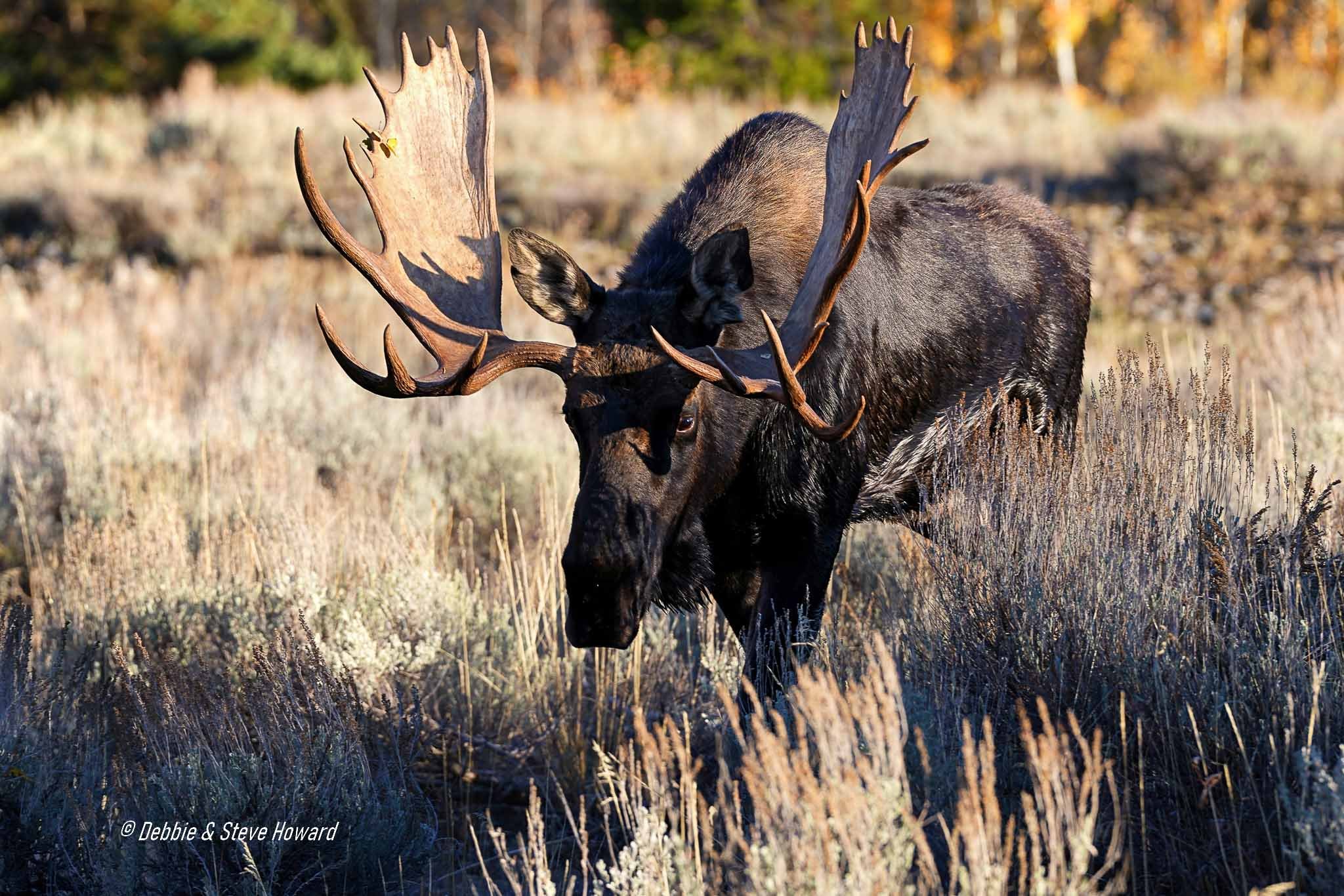 Bull Moose following the Cow Moose in preceding photographs