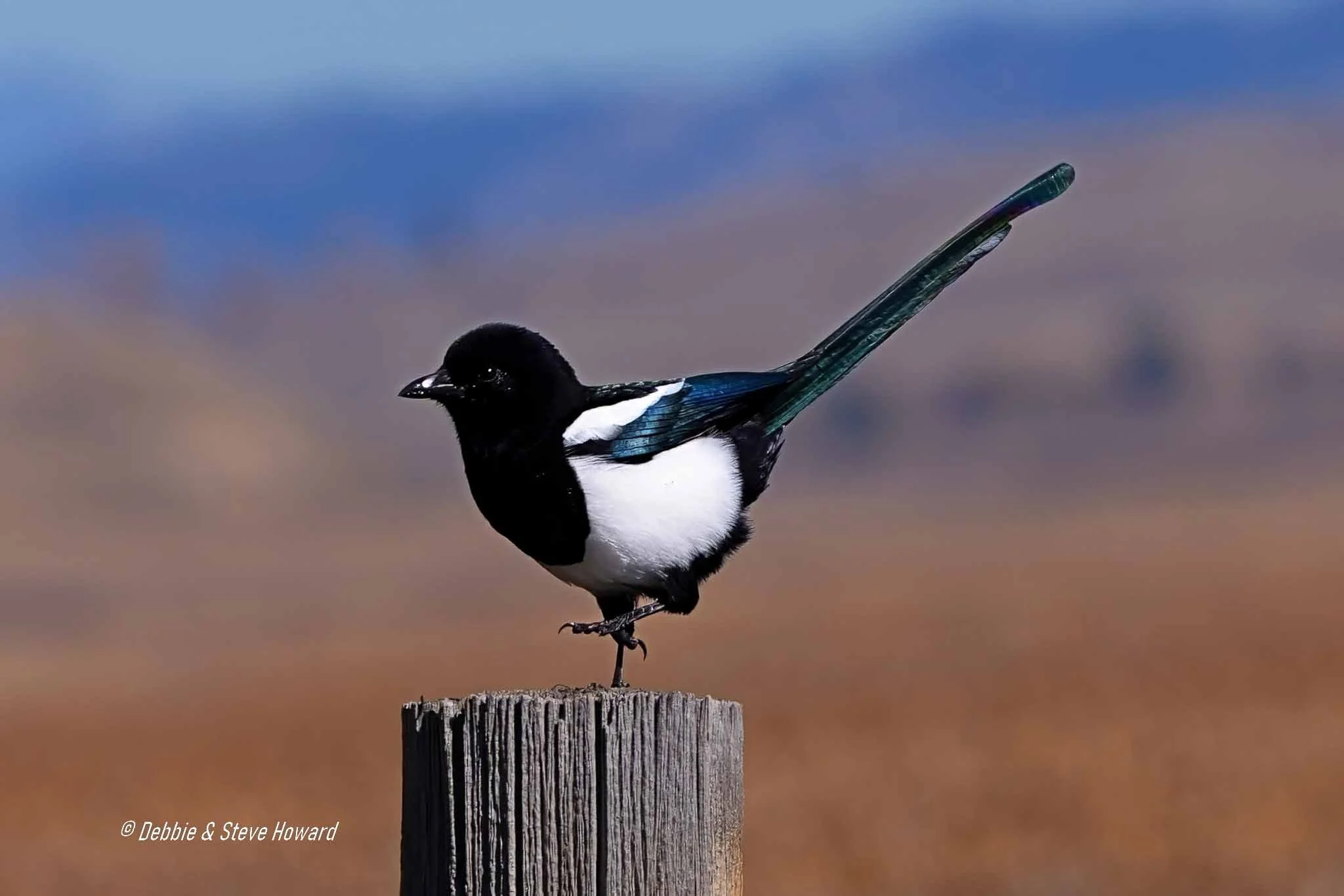 Magpie checking Debbie's Camera