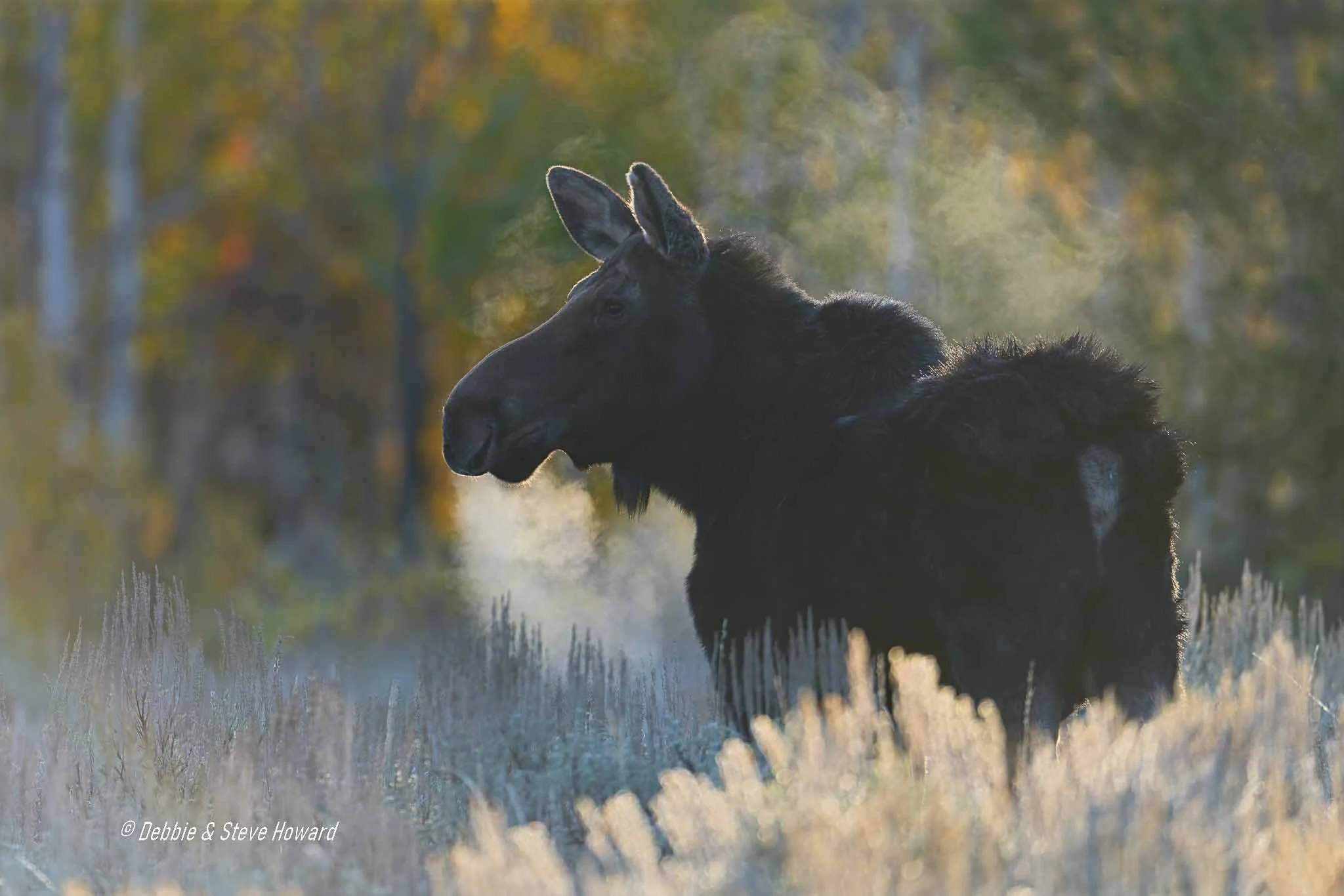 Backlit Cow Moose on foggy morning.  The air temperature was in the 20s (Fahrenheit).