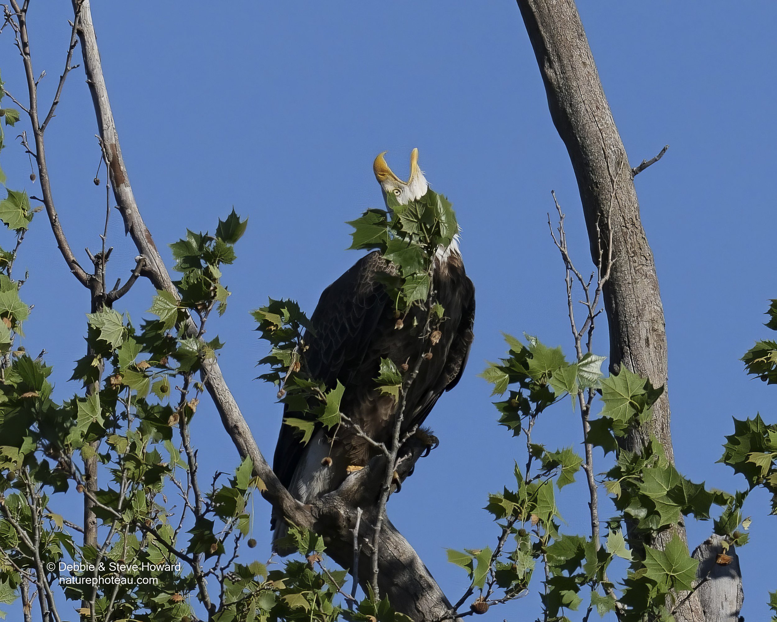 The mother registered load screams into the sky, beckoning her young eagle to come home! But the young eagle disobeyed his mother and did not come back to the safety is the eagle nest.