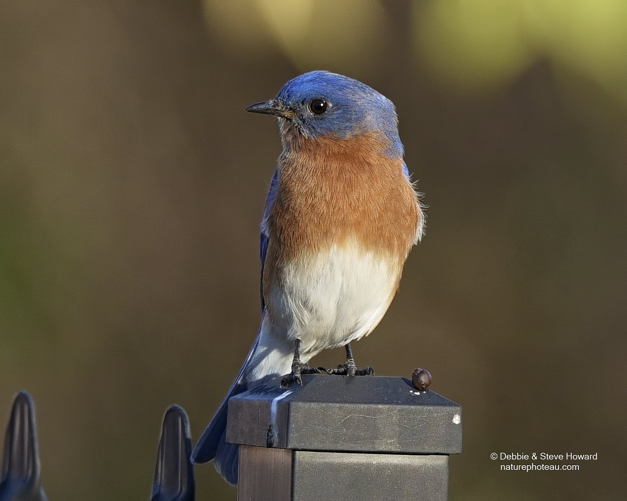 Eastern Bluebird