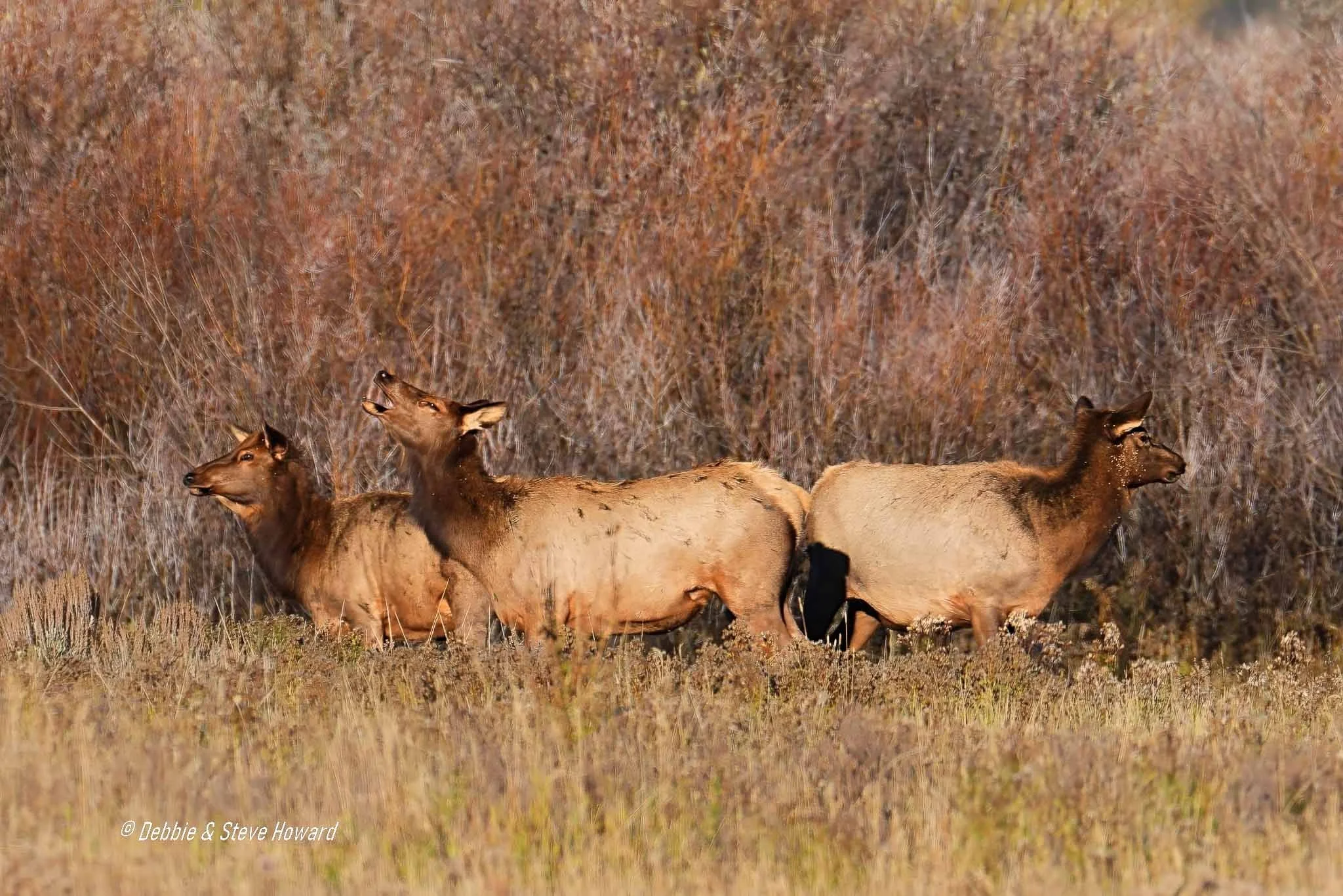 Cow Elk calling