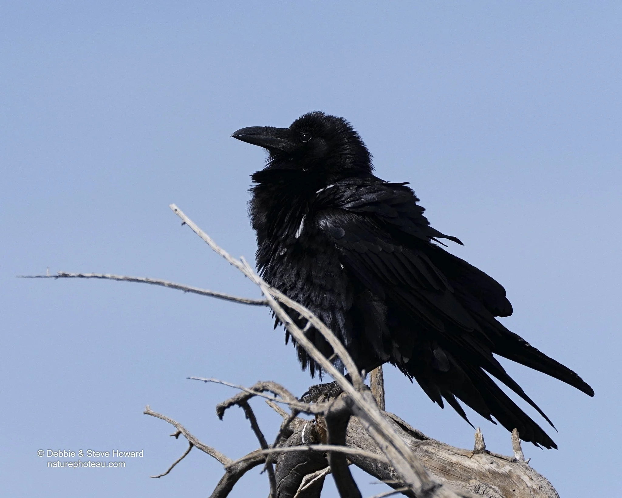 P22 DSC09517T1-sharpen.jpg