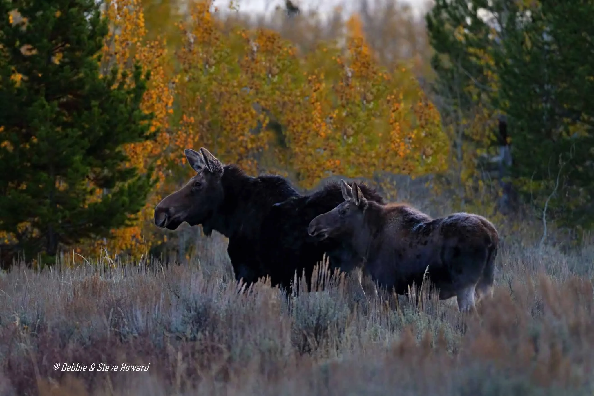 Cow Moose with her Calf