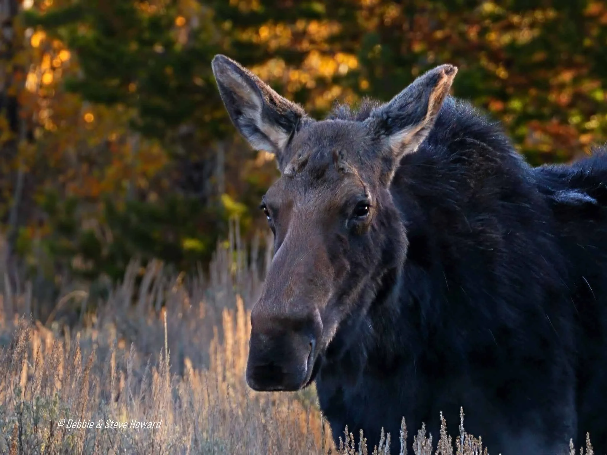 Cow Moose close-up