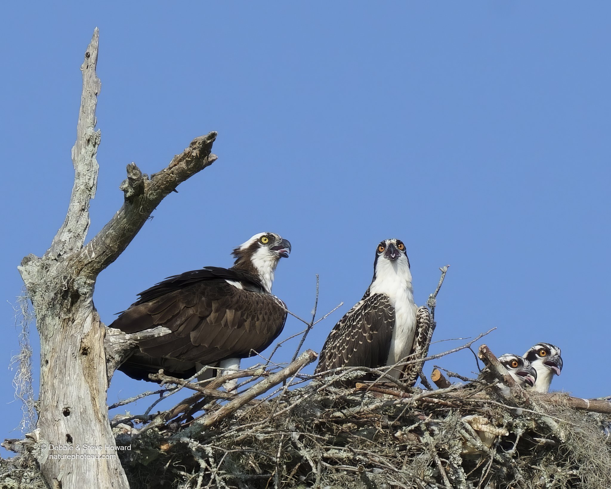 OSPREY ON NEST