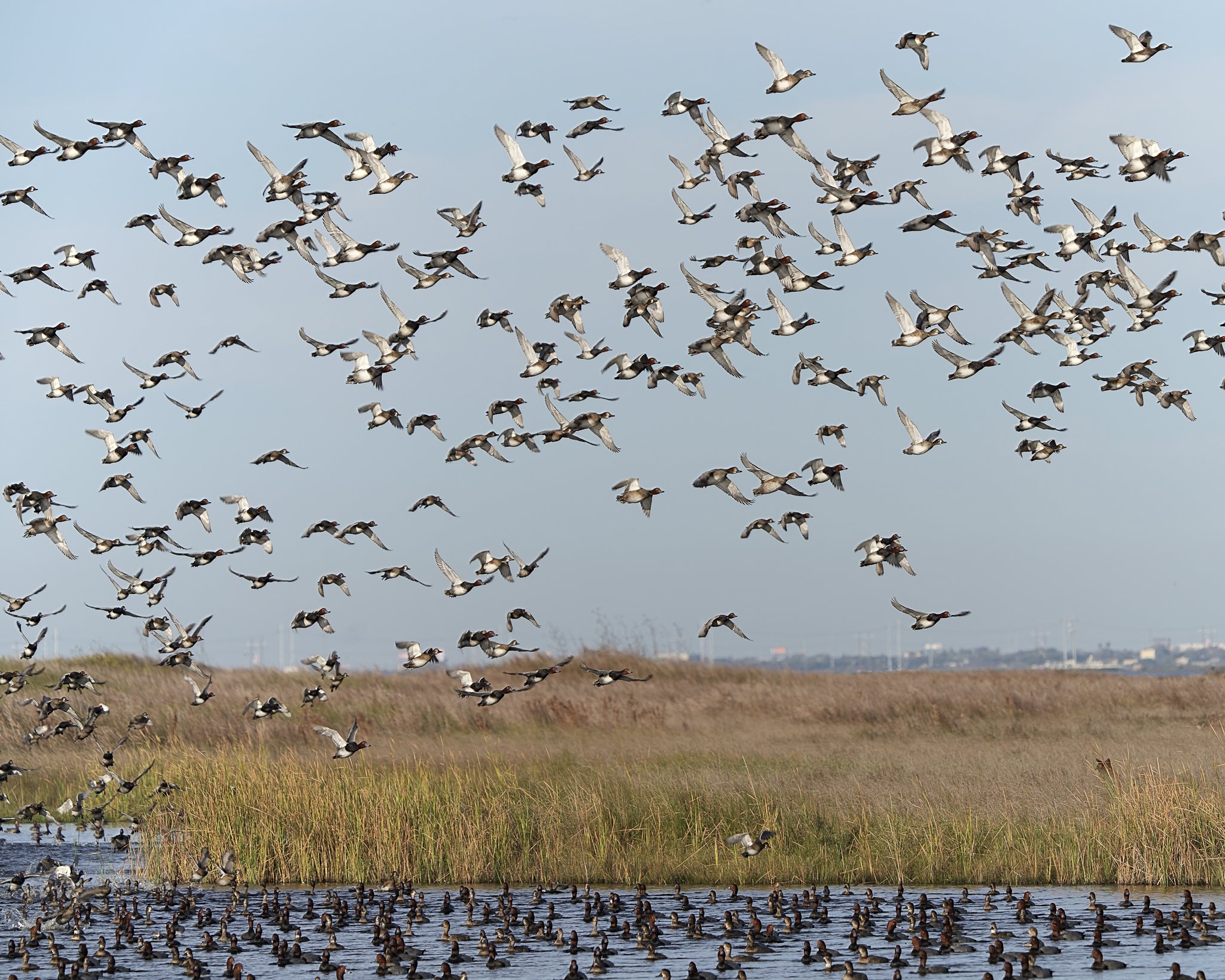 REDHEAD DUCKS IN PADRE ISLAND MARSH TAKING TO THE SKY