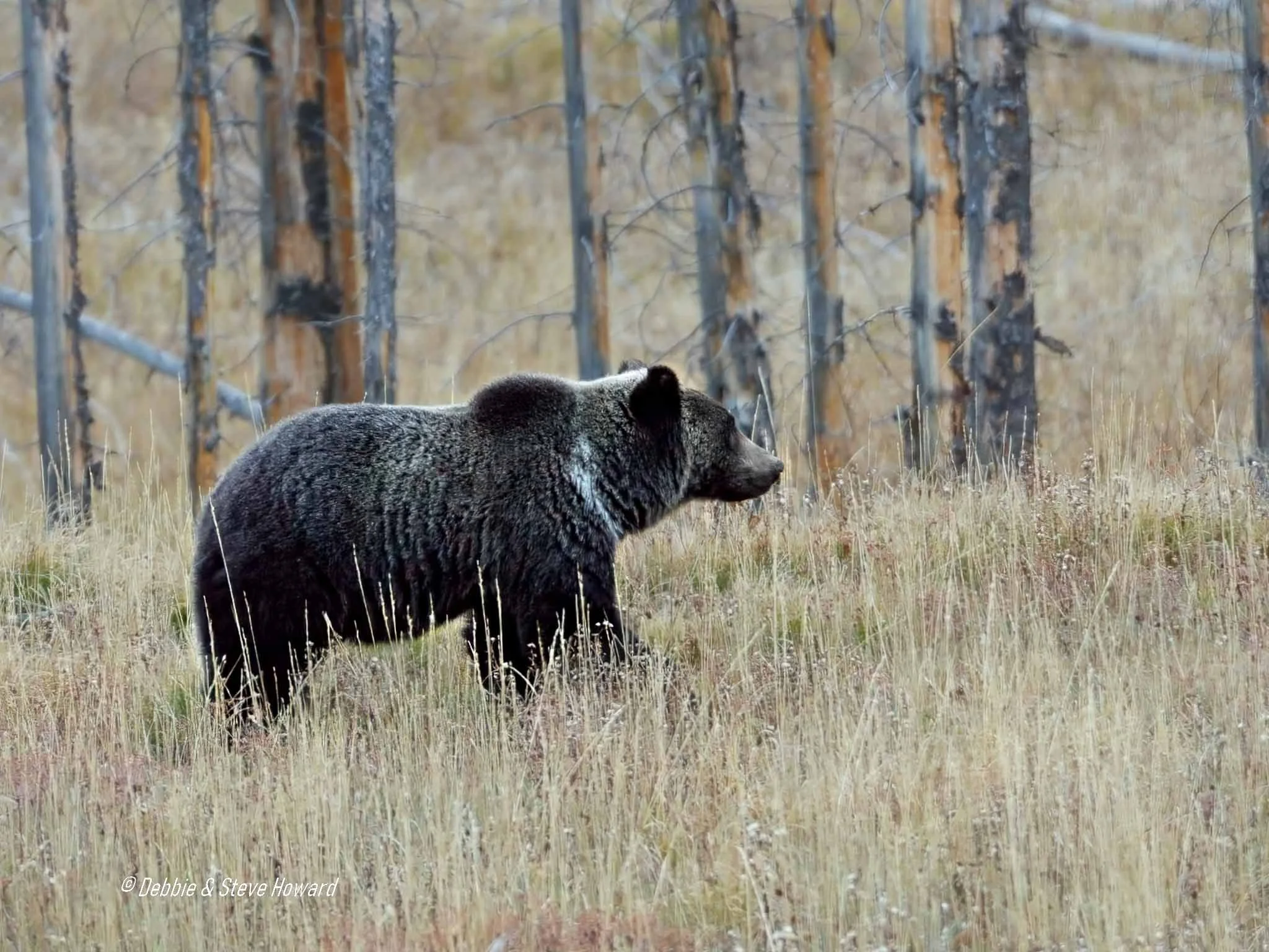 Grizzly Bear at North end of Grand Teton National Park about 2 to 3 miles from the South Yellowstone Park entrance