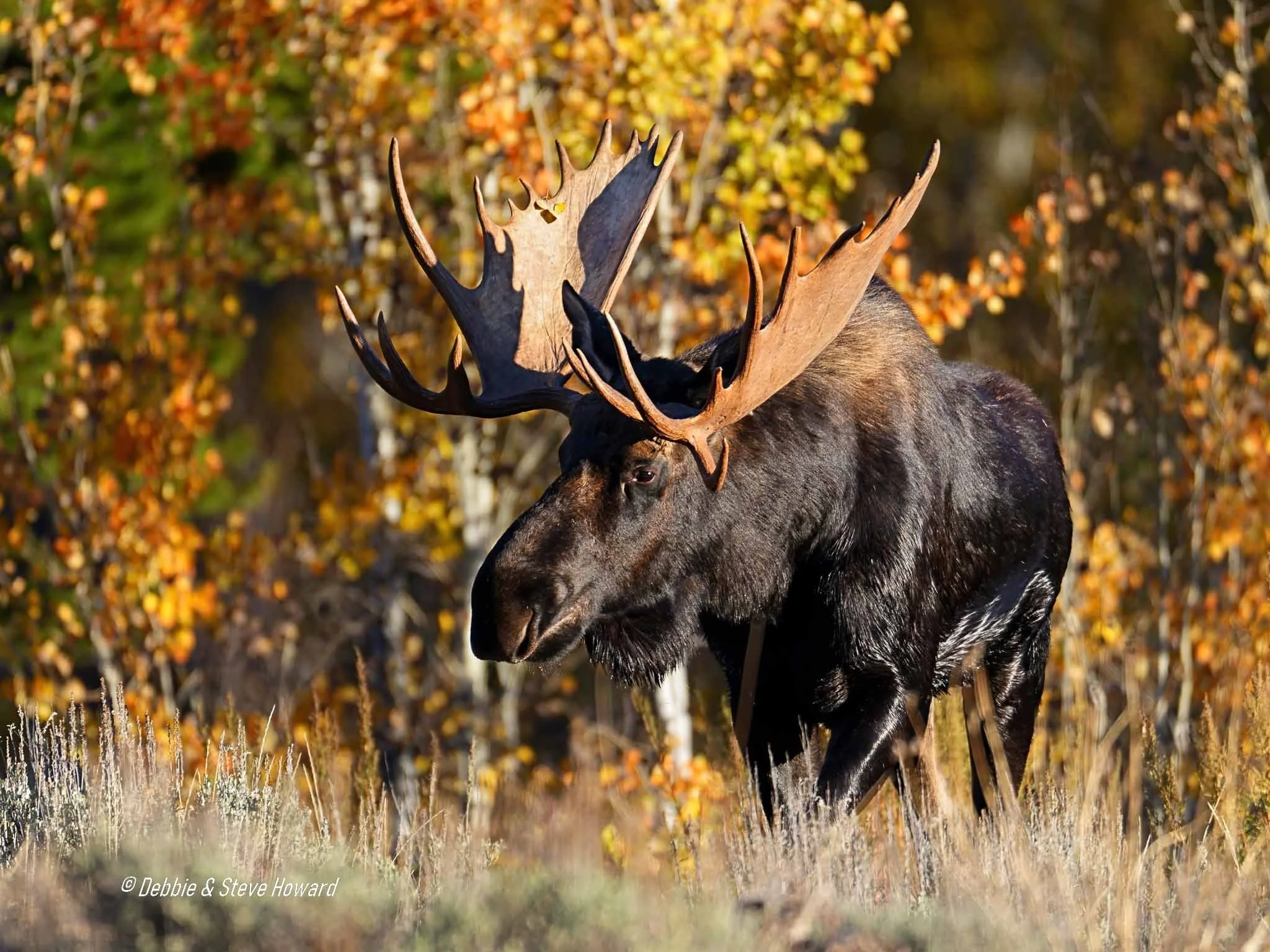 Bull Moose following the Cow Moose in preceding photographs