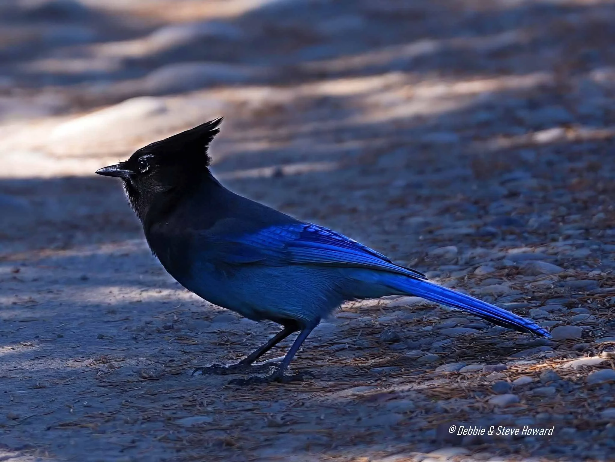 Stellar Jay