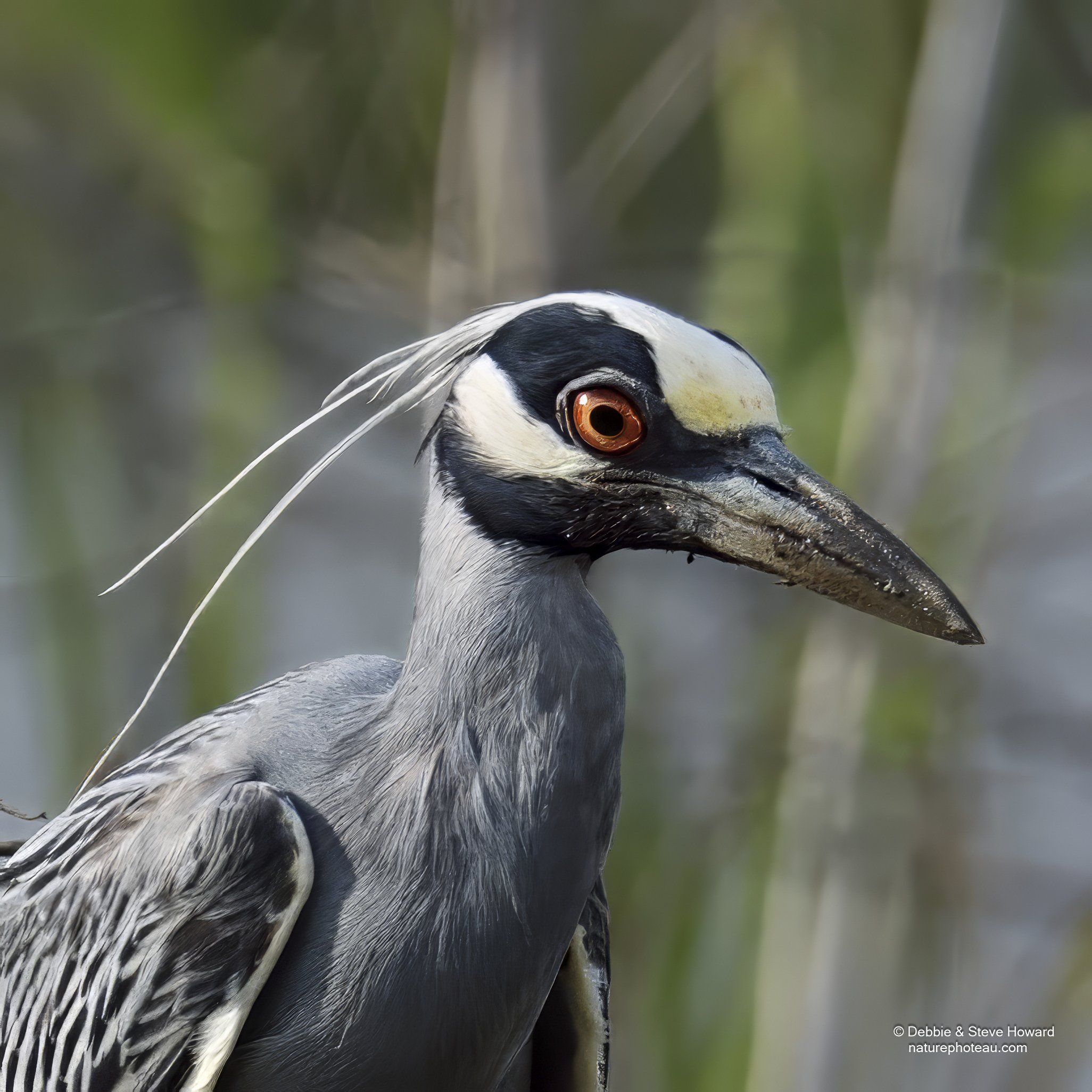 Images of Birds PJF Farms, Rip's Rookery and Baton Rouge