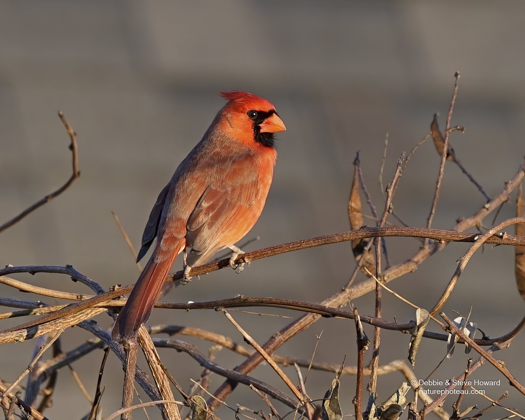 Male Northern Cardinal