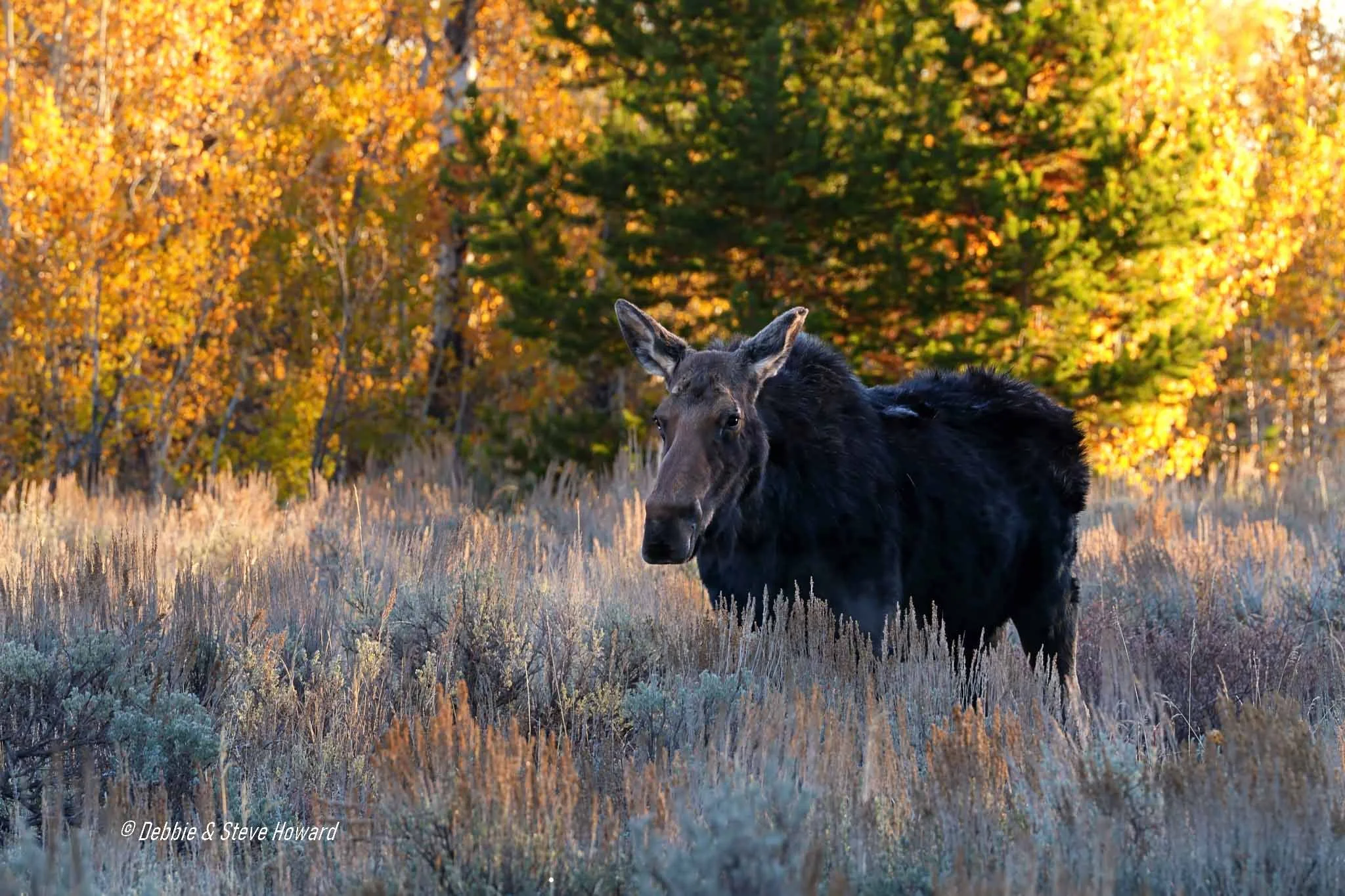 Cow Moose with backdrop of fall colors