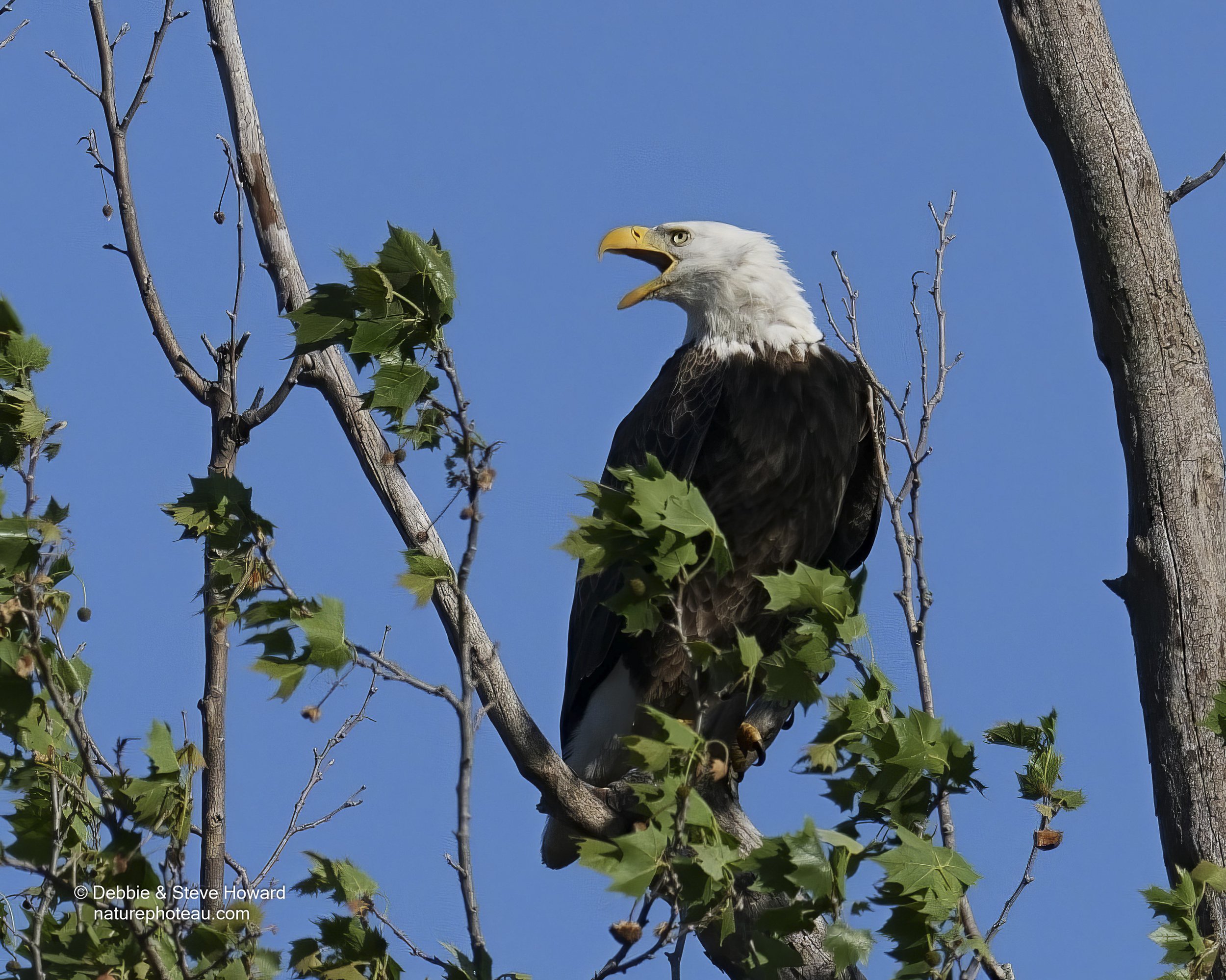 DSC09828T1T.jpg