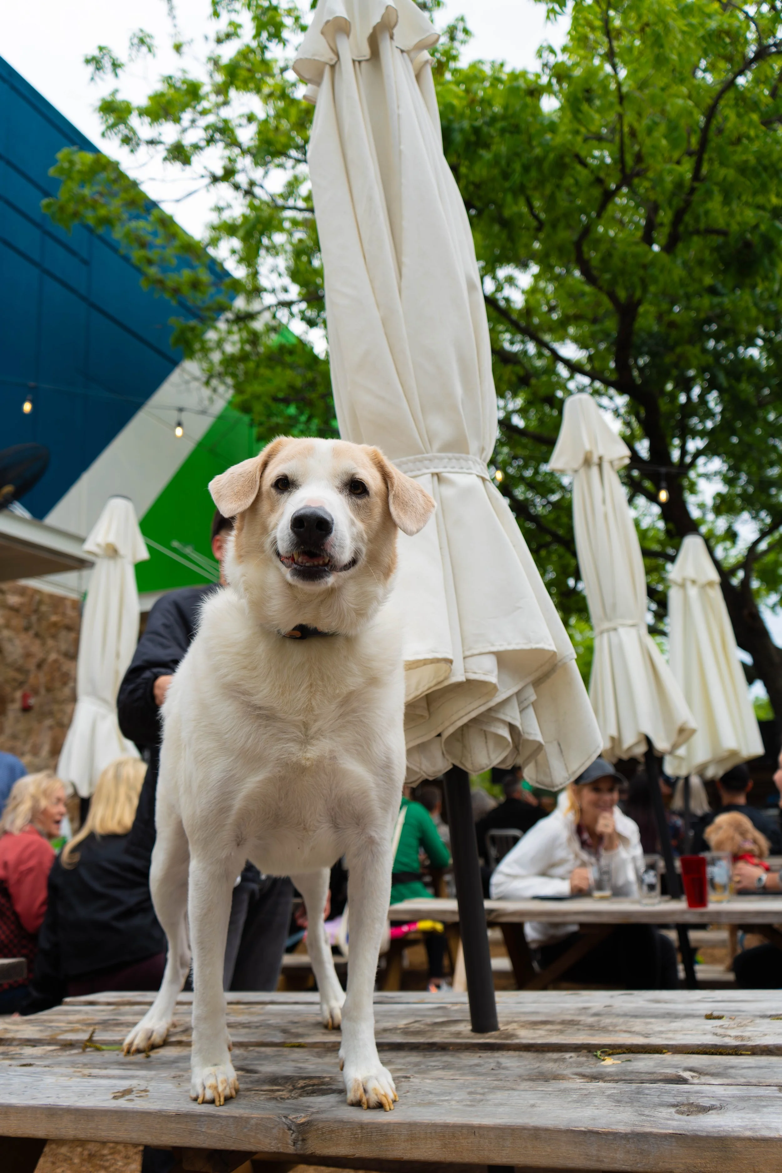 2026_BrewsandPaws_Events_Athena (47).jpg