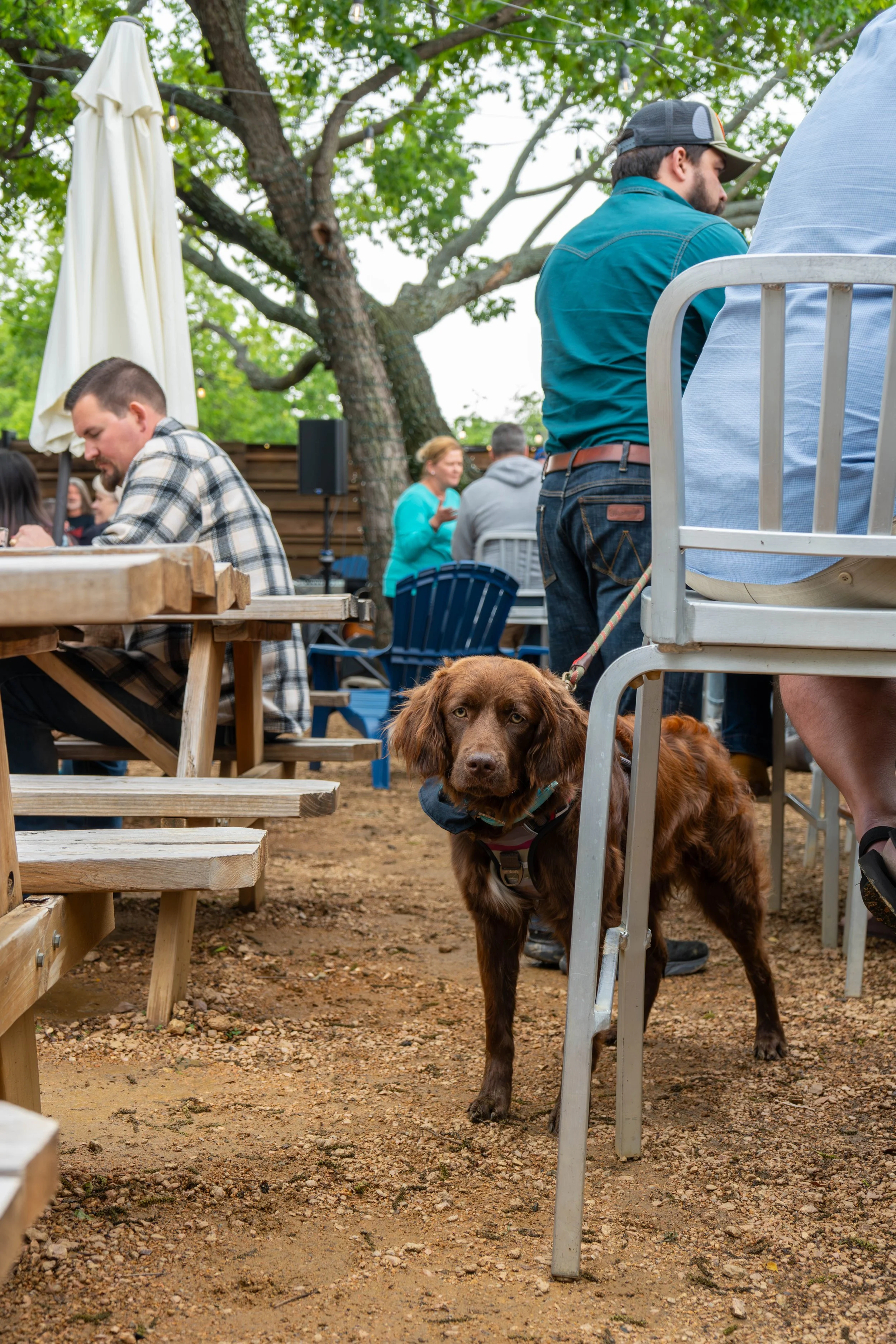 2026_BrewsandPaws_Events_Athena (70).jpg