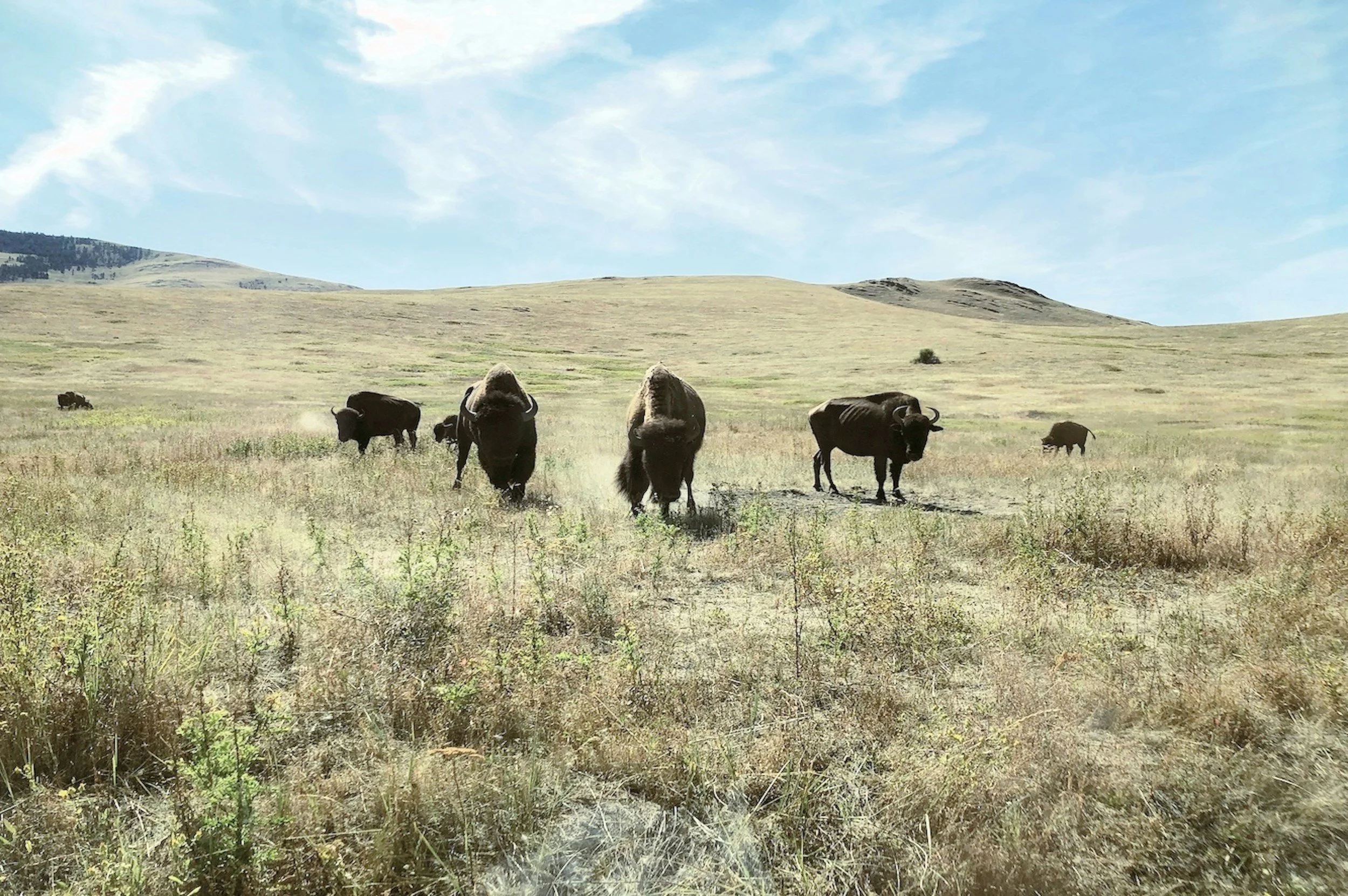 A herd of bison grazing in a grassland with a hillside and sky in the background.