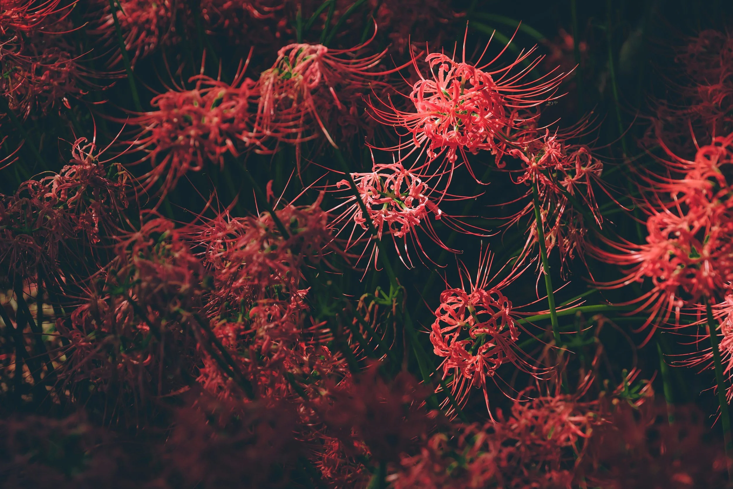 Cluster of red spider lilies with long, thin petals and stamens against a dark background.