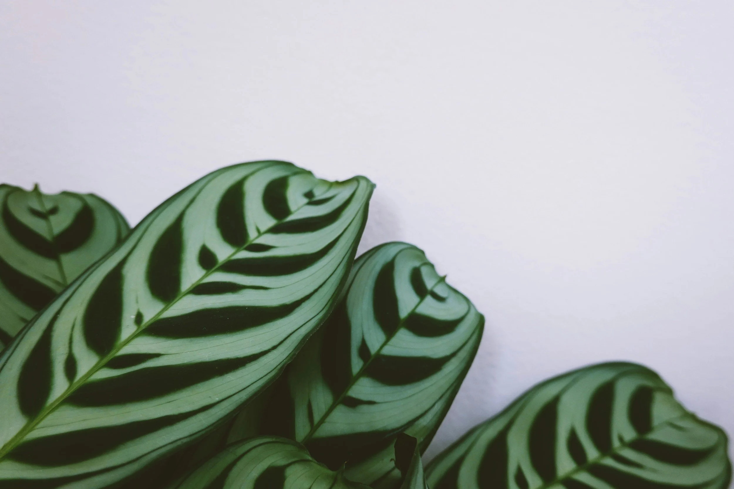 Close-up of green and white patterned leaves against a plain white background.