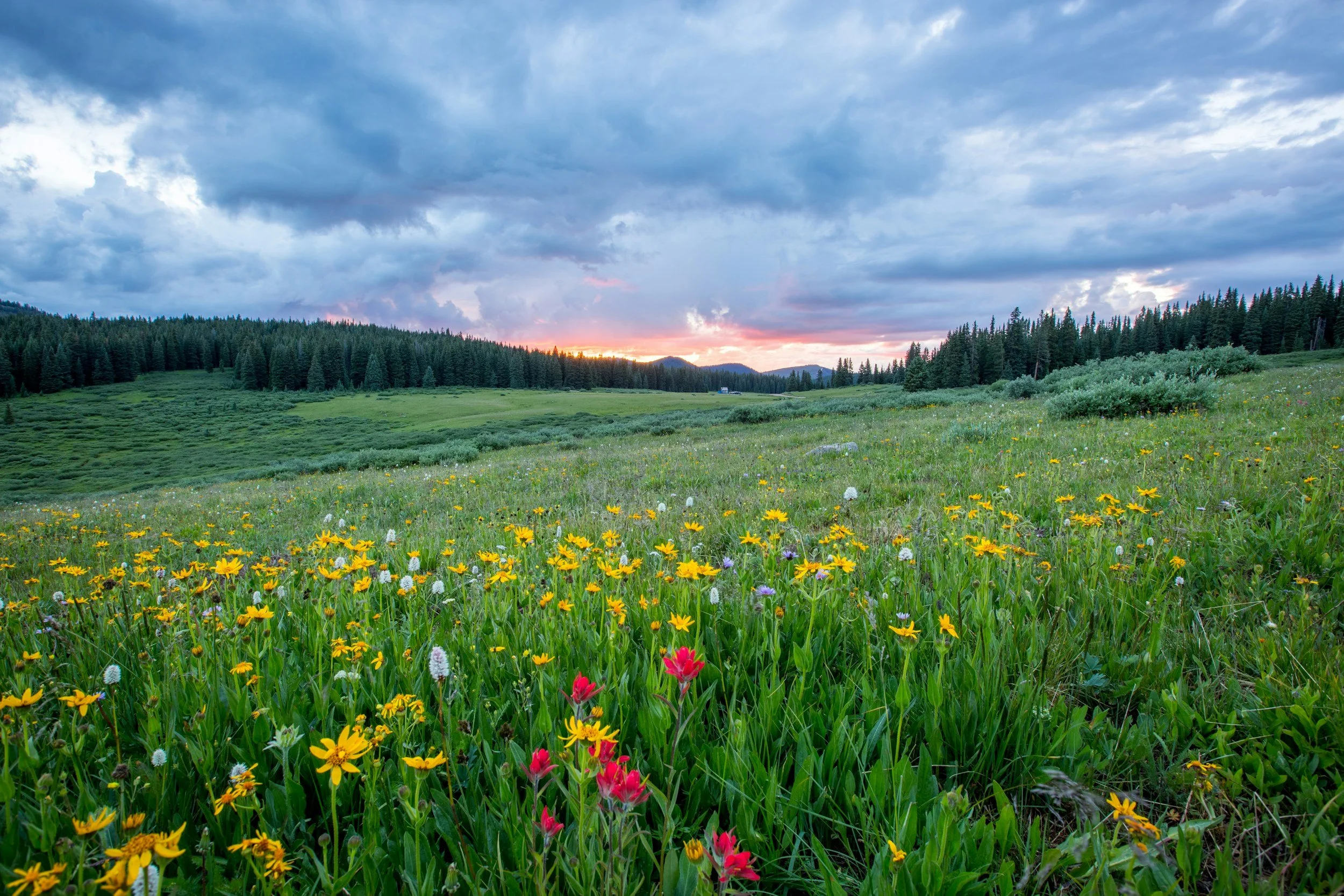 Spring in Northern Arizona:      Homeowner Tips
