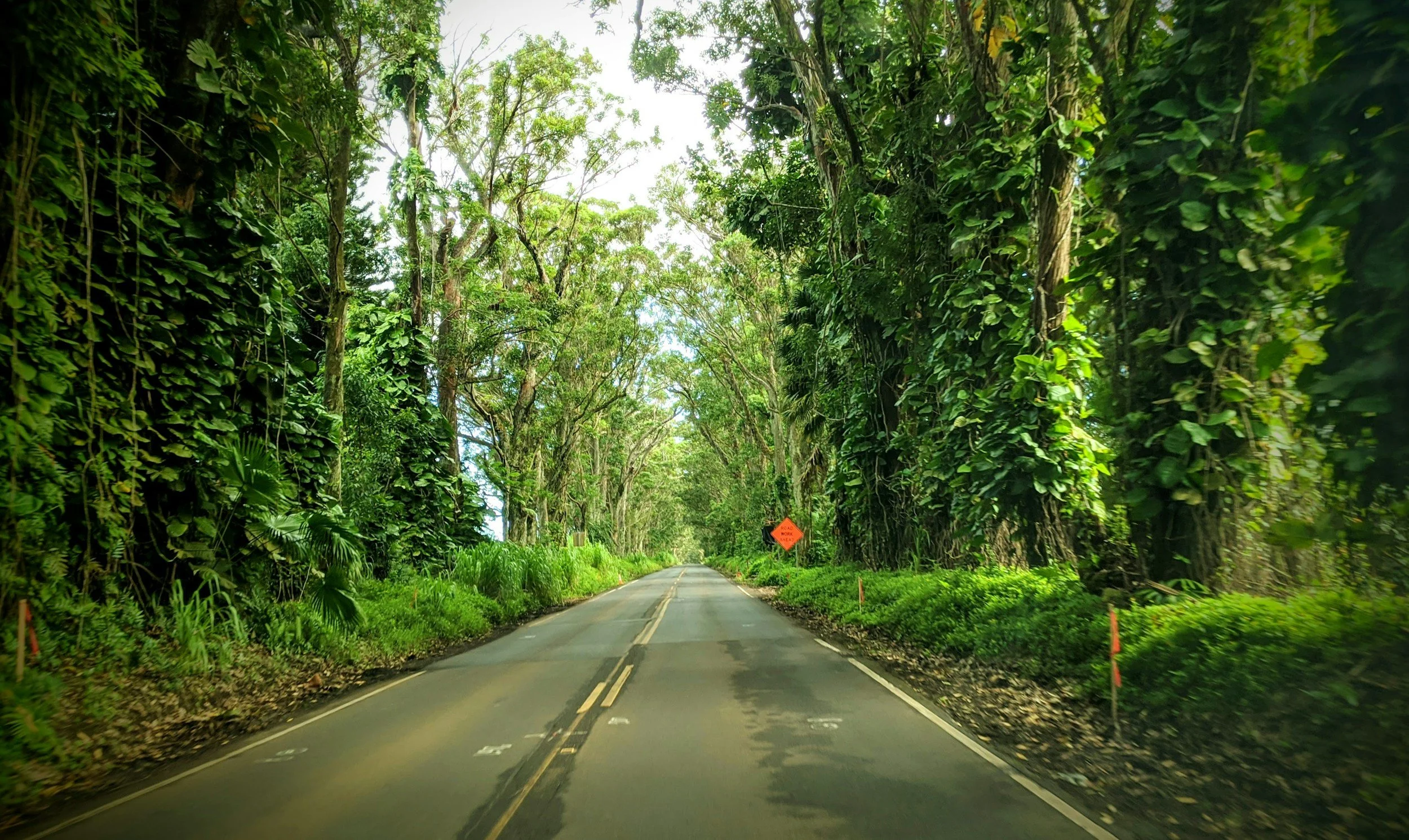 Tree Tunnel on the way to Koloa and Poipu on Kauai
