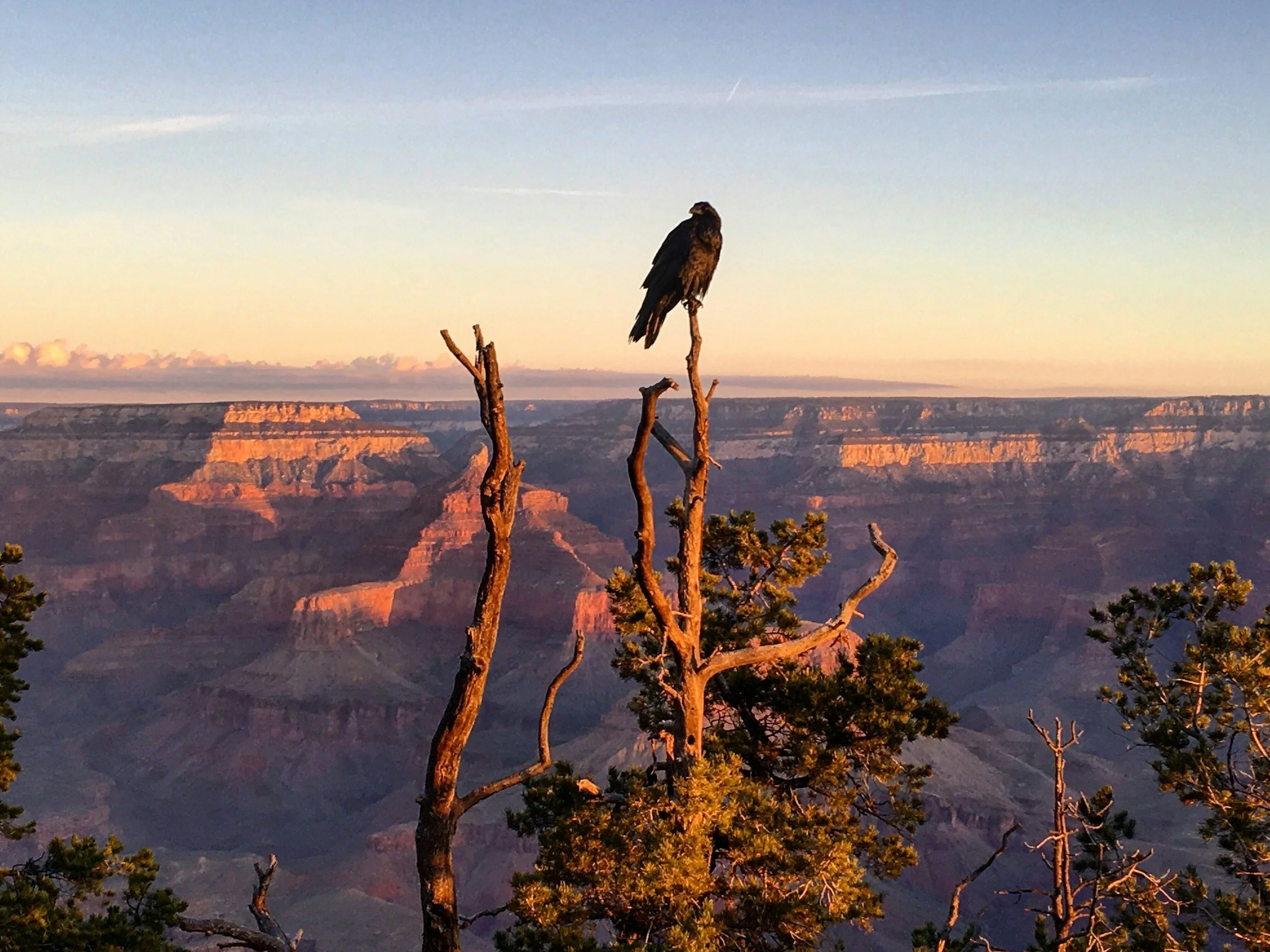 Hawk at Grand Canyon