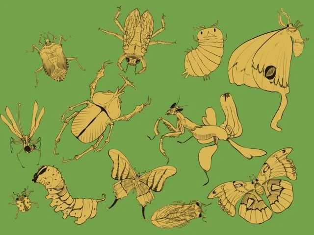 SAV_202330_ILLU351_Orion_Styles_A5_Insects Medium.jpeg