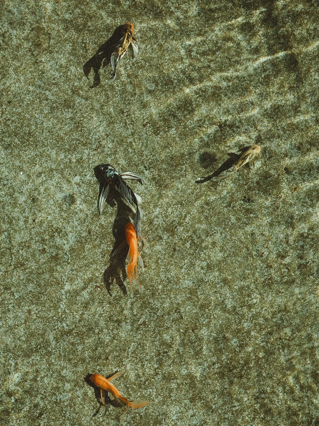 Swimming the day away ~

A glance from a winter evening down in Mexico 🍃
Celebrating the love of Breana &amp; Clayton

@bkwand 
@dreamsnaturaweddings 
@nalyd_graceweddings 
@stylingtrio 

Destination Wedding Mexico |  Bride to Be |  Documentary Wedd