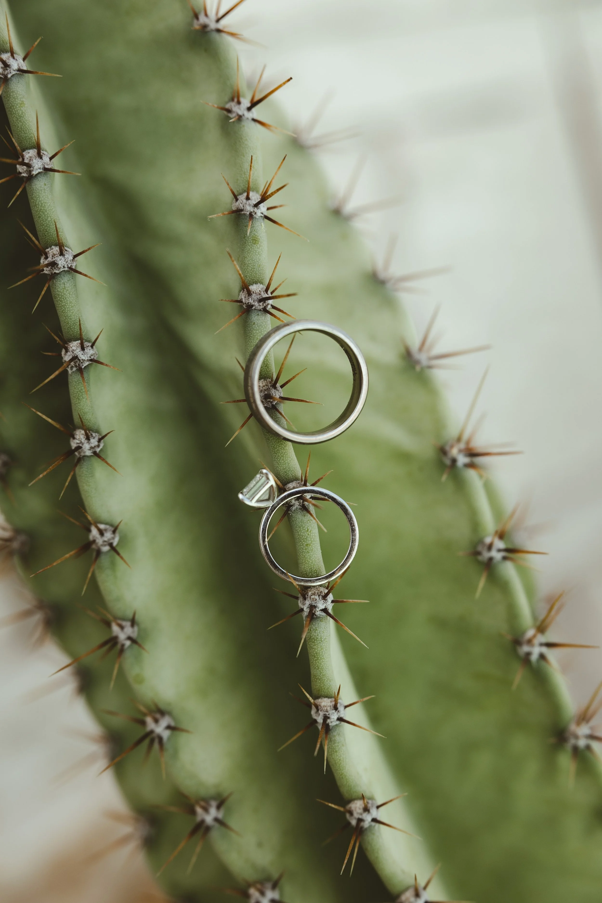 Close-up of a green cactus with sharp spines, holding two silver rings on its stem.