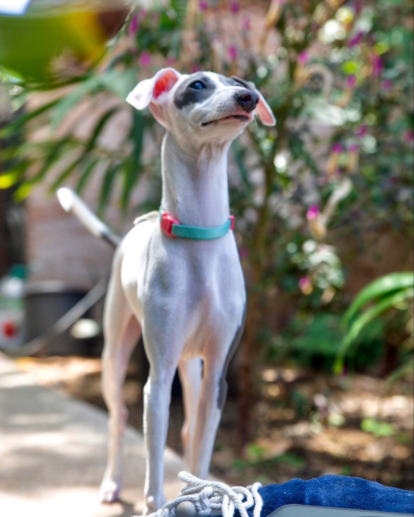 My pretty blue and white 😍
She&rsquo;s entering puppy shows at the blaisdell for the pet expo