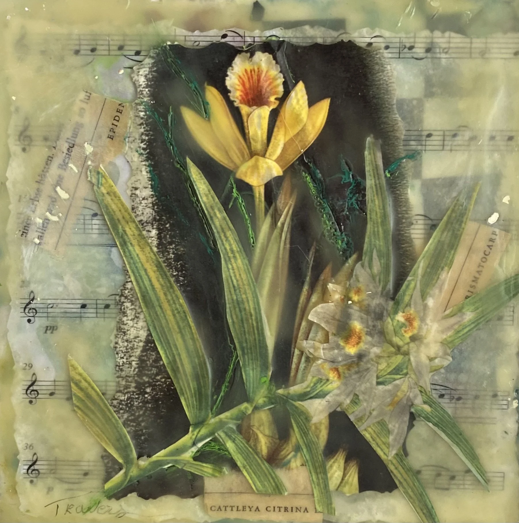 Cattileya Citrina, 10X10 Framed, Encaustic Collage, $395