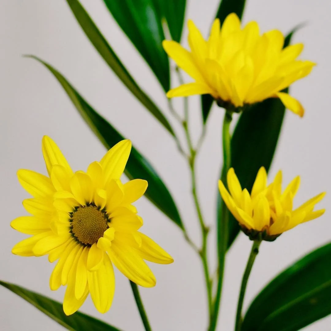flower.jpeg