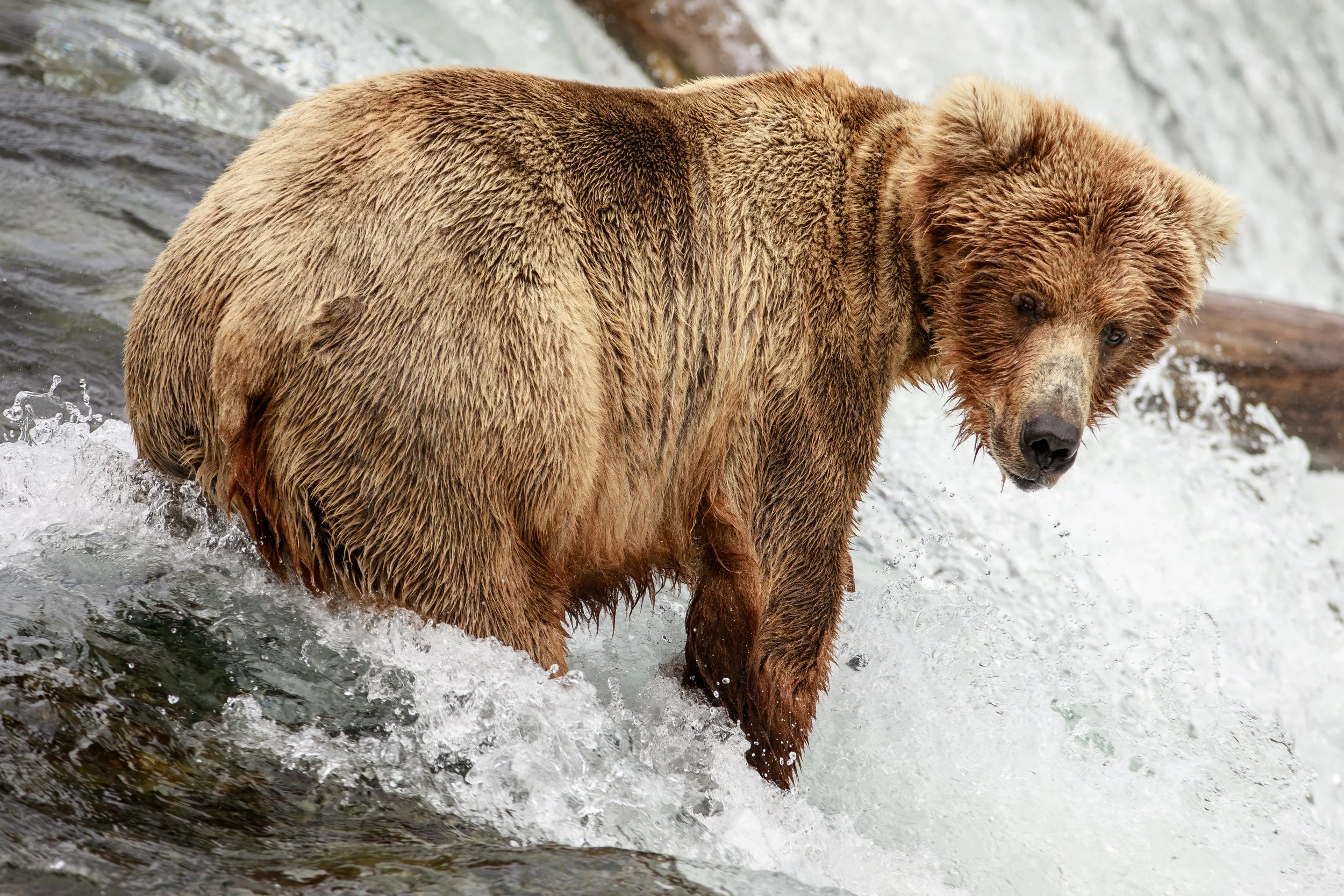 Alaska-18--588-Enhanced-NR.jpg