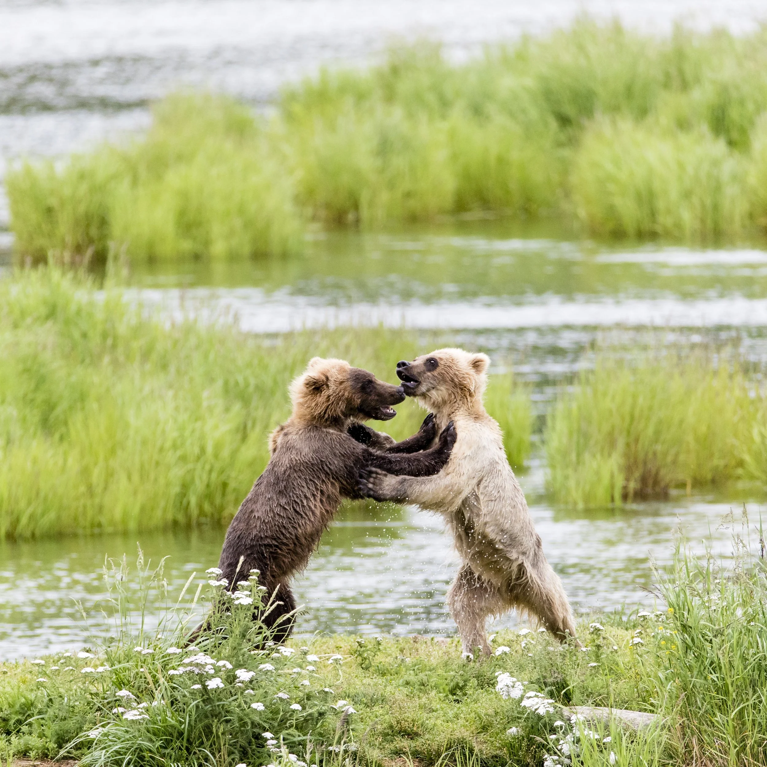 Two bears, one darker and one lighter, playing and wrestling in shallow water near a grassy and flowering shoreline with a lake and green trees in the background.